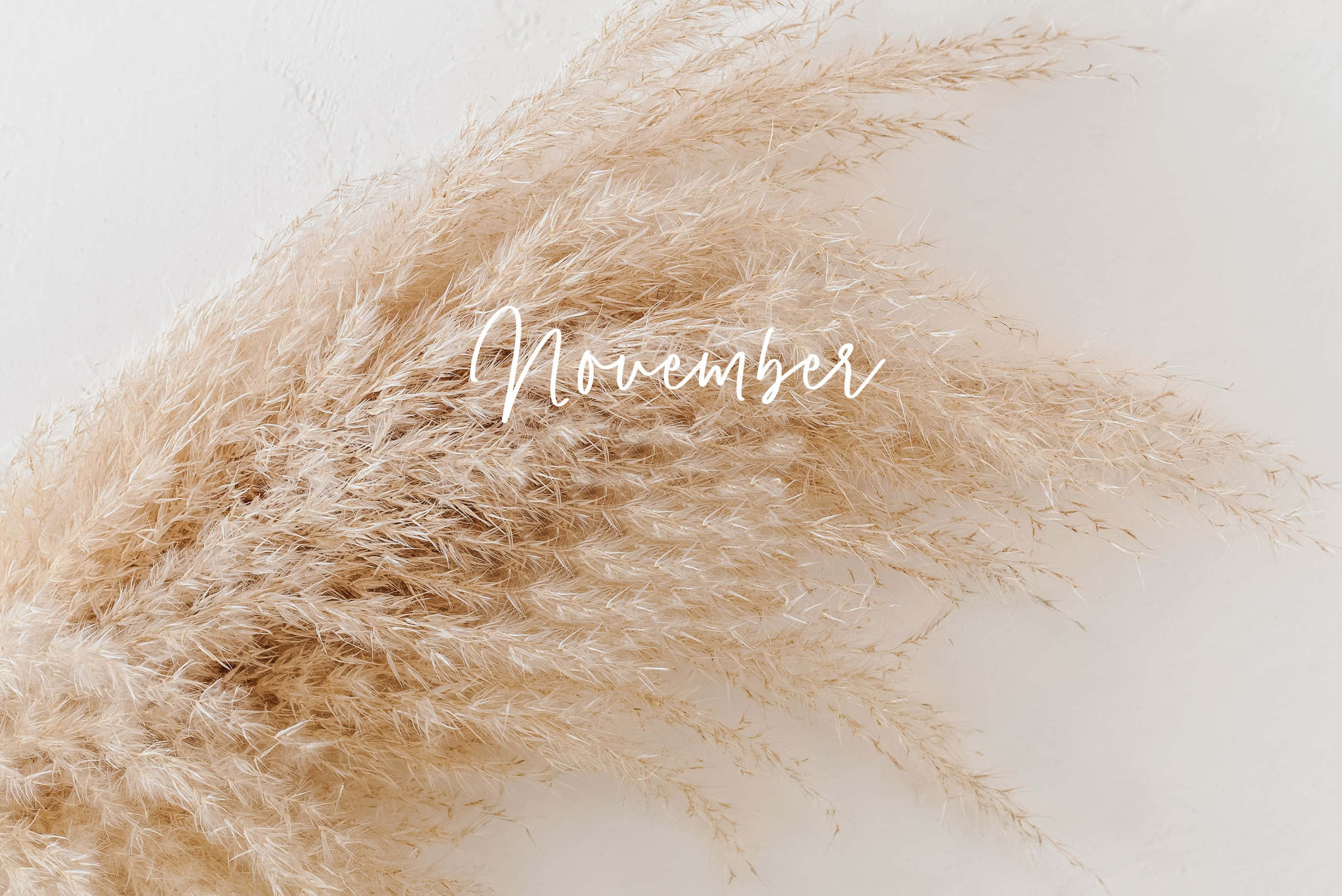 Aesthetic November 桌布 壁紙 — 柔軟的米色蒲葦，配上 'November' 字體，優雅地疊加在簡約的白色背景上。