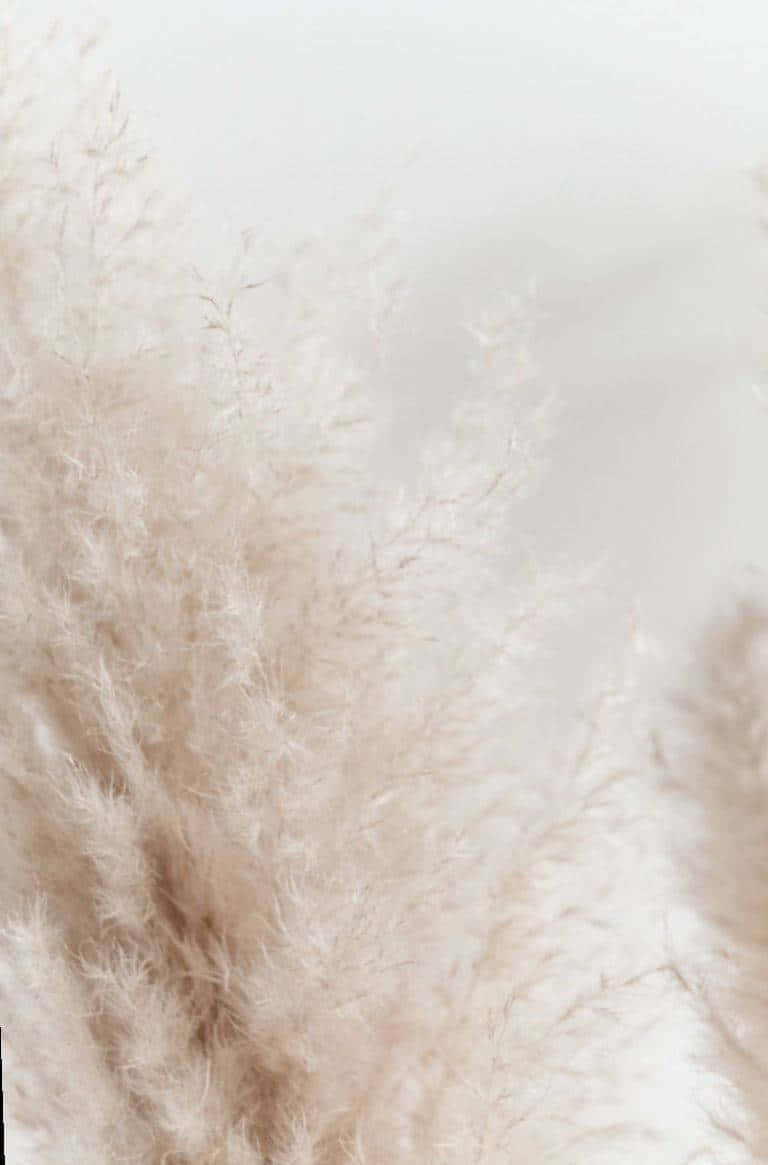 Pampas Grass 桌布 壁紙 — 柔軟的米色蒲葦在朦朧的淡色天空下輕輕搖曳，營造出寧靜的自然環境。