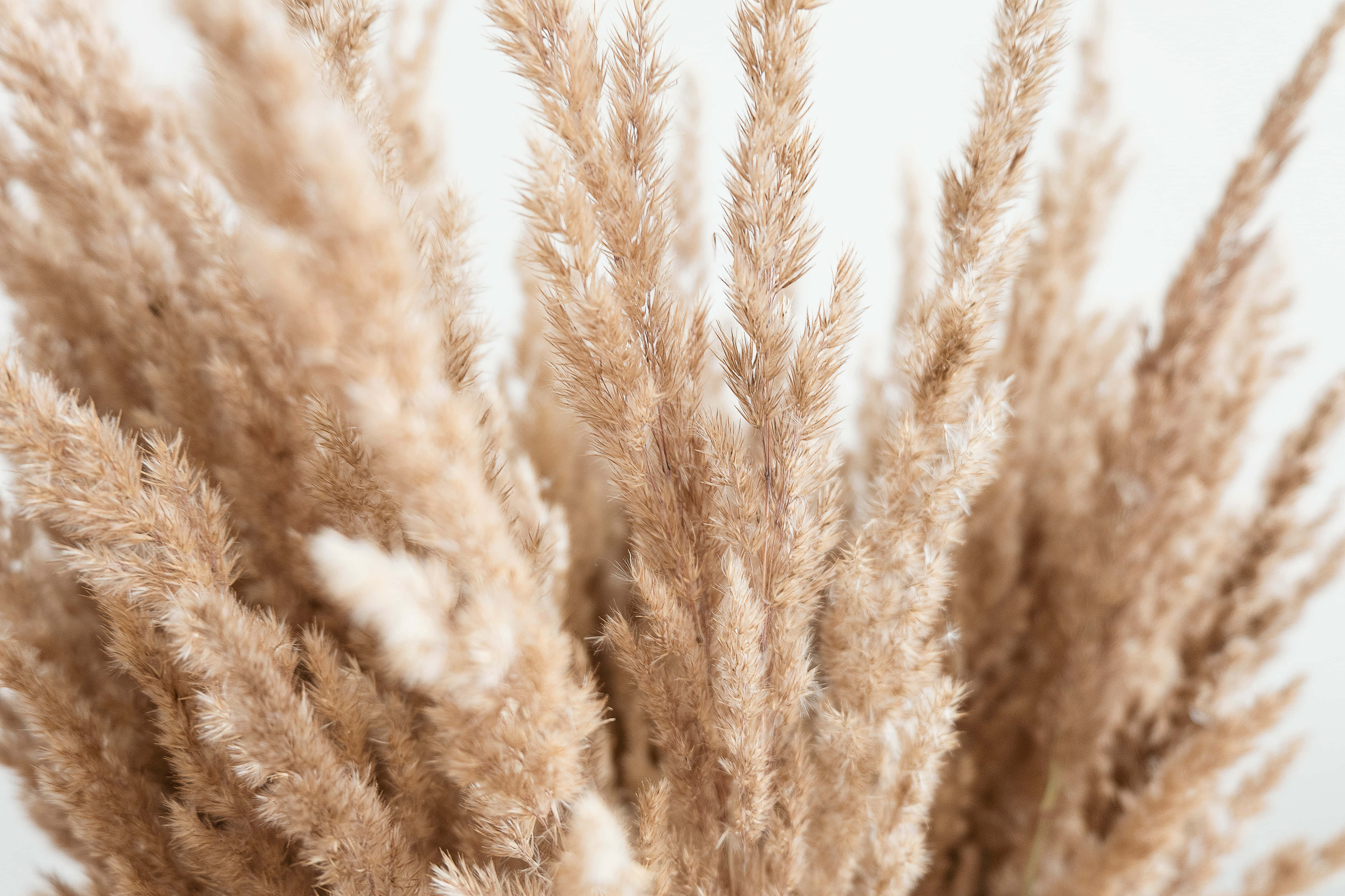 Pampas Grass 桌布 壁紙 — 柔軟的米色蒲葦羽毛在明亮的白色背景上輕輕搖曳，構成極簡主義的畫面。