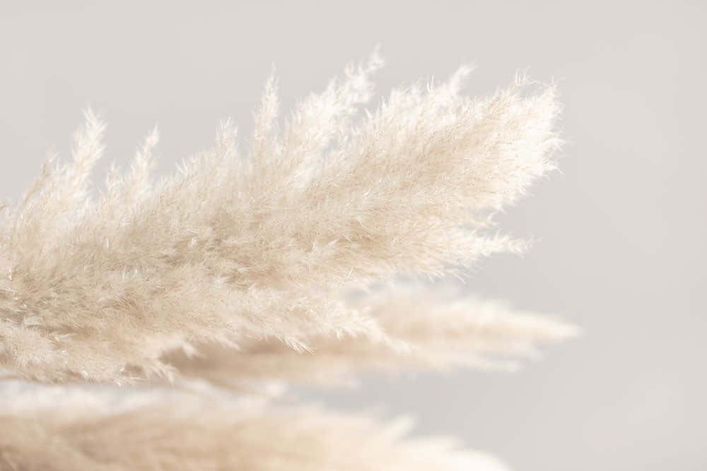Pampas Grass 桌布 壁紙 — 柔軟的米色蒲葦羽毛在極簡淺灰色背景上輕輕模糊。