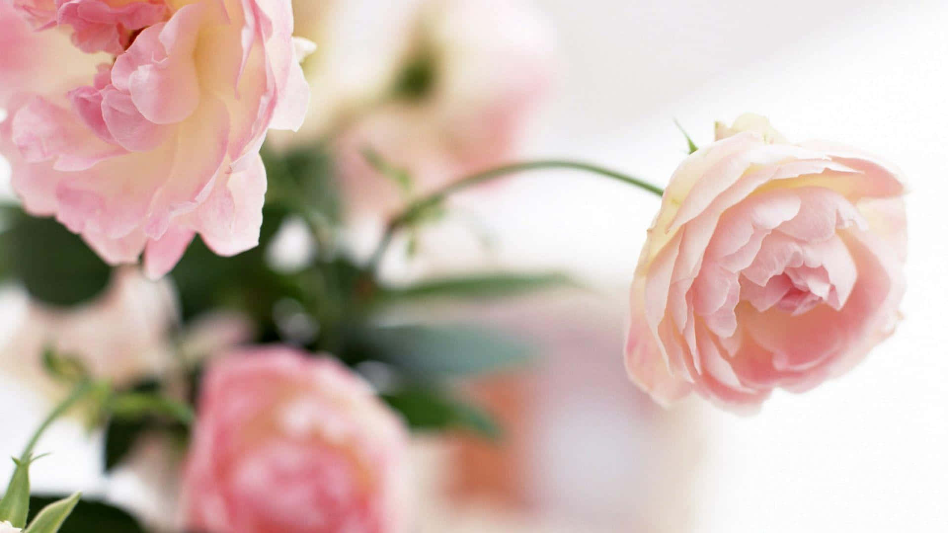 Peony 桌布 壁紙 — 柔軟的粉紅玫瑰，帶有精緻的花瓣和綠色的莖，在明亮的白色背景上輕輕綻放。