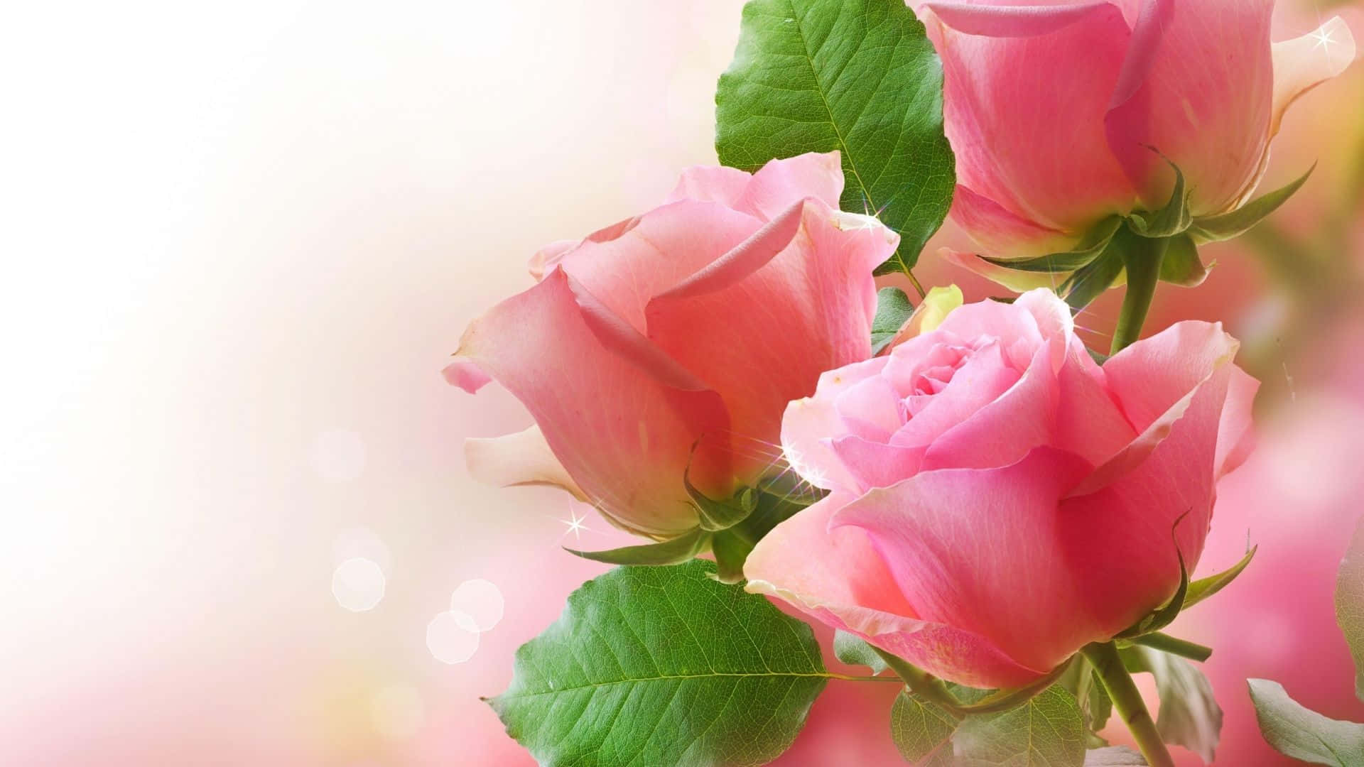 Best Roses 桌布 壁紙 — 柔軟的粉紅玫瑰，帶有露水的花瓣和綠葉，在夢幻般的散景背景中閃爍著閃閃發光的光效。