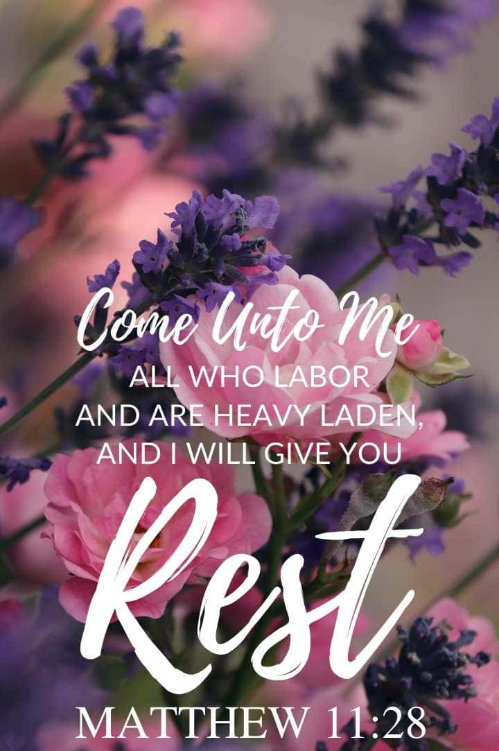 Bible Verse Phone 桌布 壁紙 — 柔軟的粉紅玫瑰和紫色薰衣草在優雅的白色手寫文字背後盛開，引用了馬太福音 11:28，提供安息。