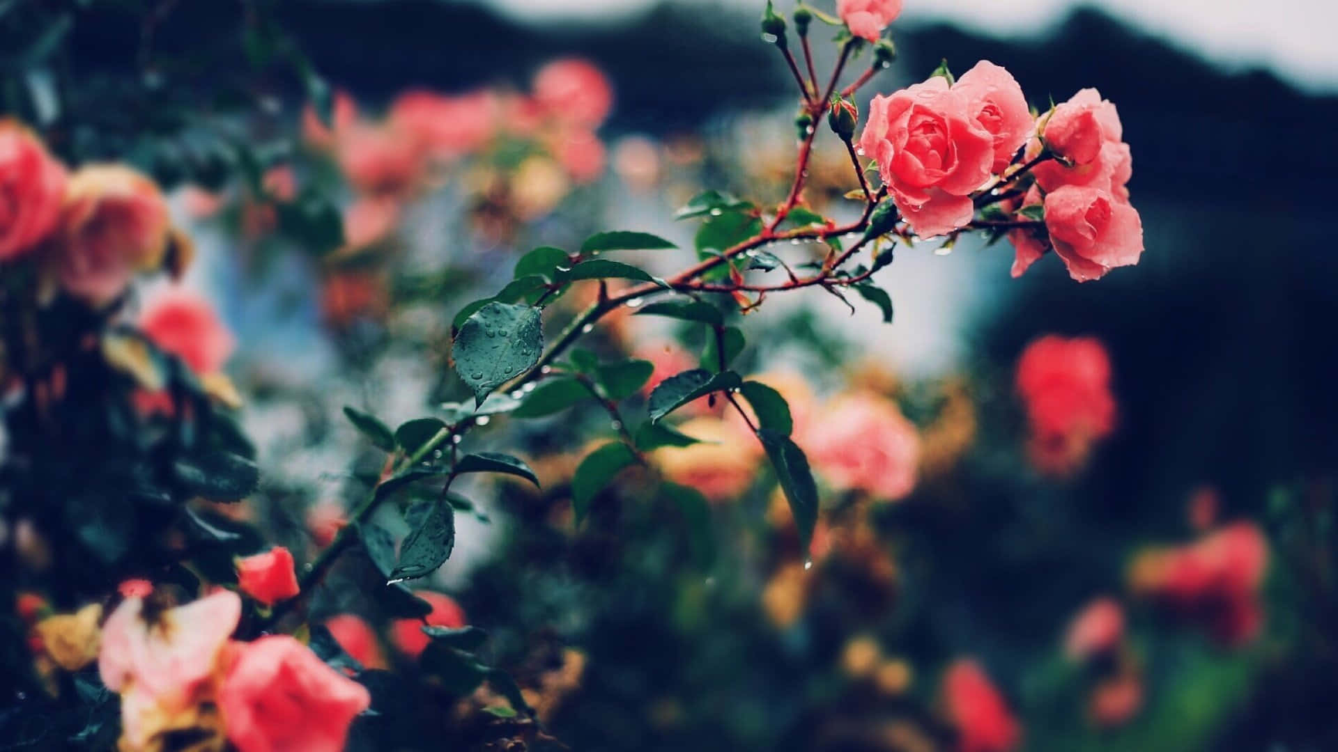 Aesthetic Rose 桌布 壁紙 — 柔軟的粉紅玫瑰在雨濕的花園樹枝上閃爍著露珠，背景是模糊的花卉。