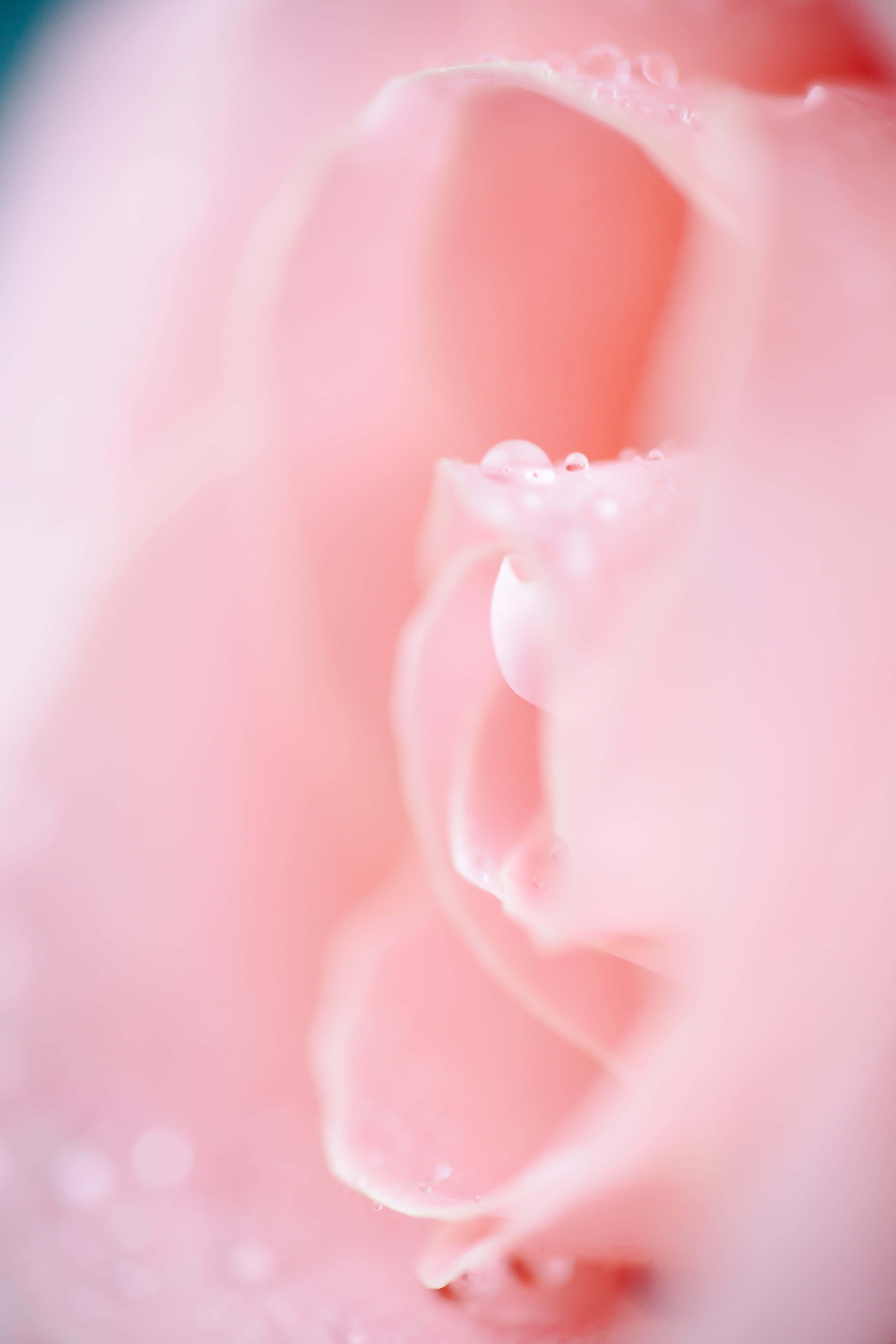 Soft Pink 桌布 壁紙 — 柔軟的粉紅玫瑰花瓣，帶有閃閃發光的水珠，以淺景深捕捉。