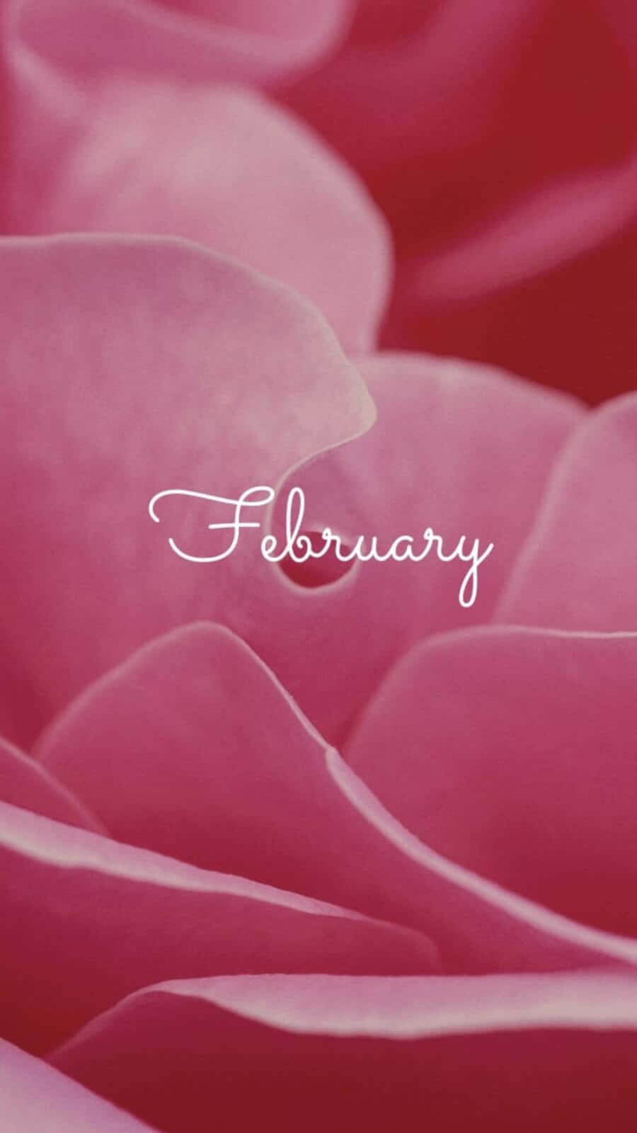 February iPhone 桌布 壁紙 — 柔軟的粉紅玫瑰花瓣優雅地彎曲環繞著優美的草書February文字。