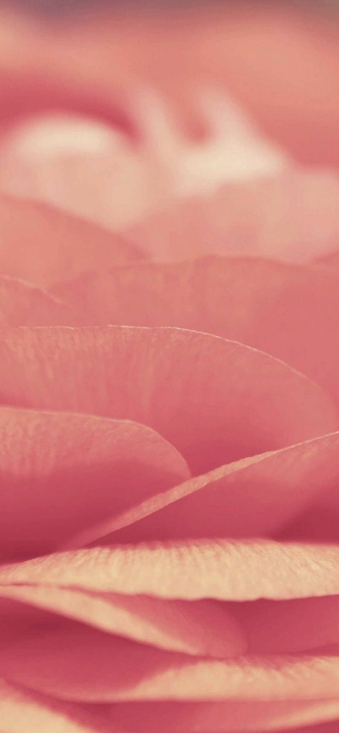 Pink iPhone Xr 桌布 壁紙 — 柔軟的粉紅玫瑰花瓣在夢幻般的淺景深中展開，帶有柔和的漸變和細膩的紋理。