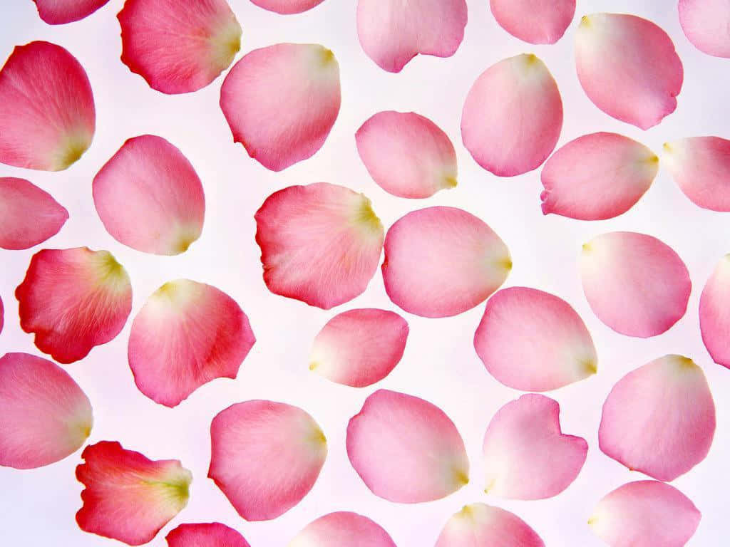 Rose Petal 桌布 壁紙 — 柔軟的粉紅玫瑰花瓣散落在明亮的白色背景上，形成精緻的花卉圖案。