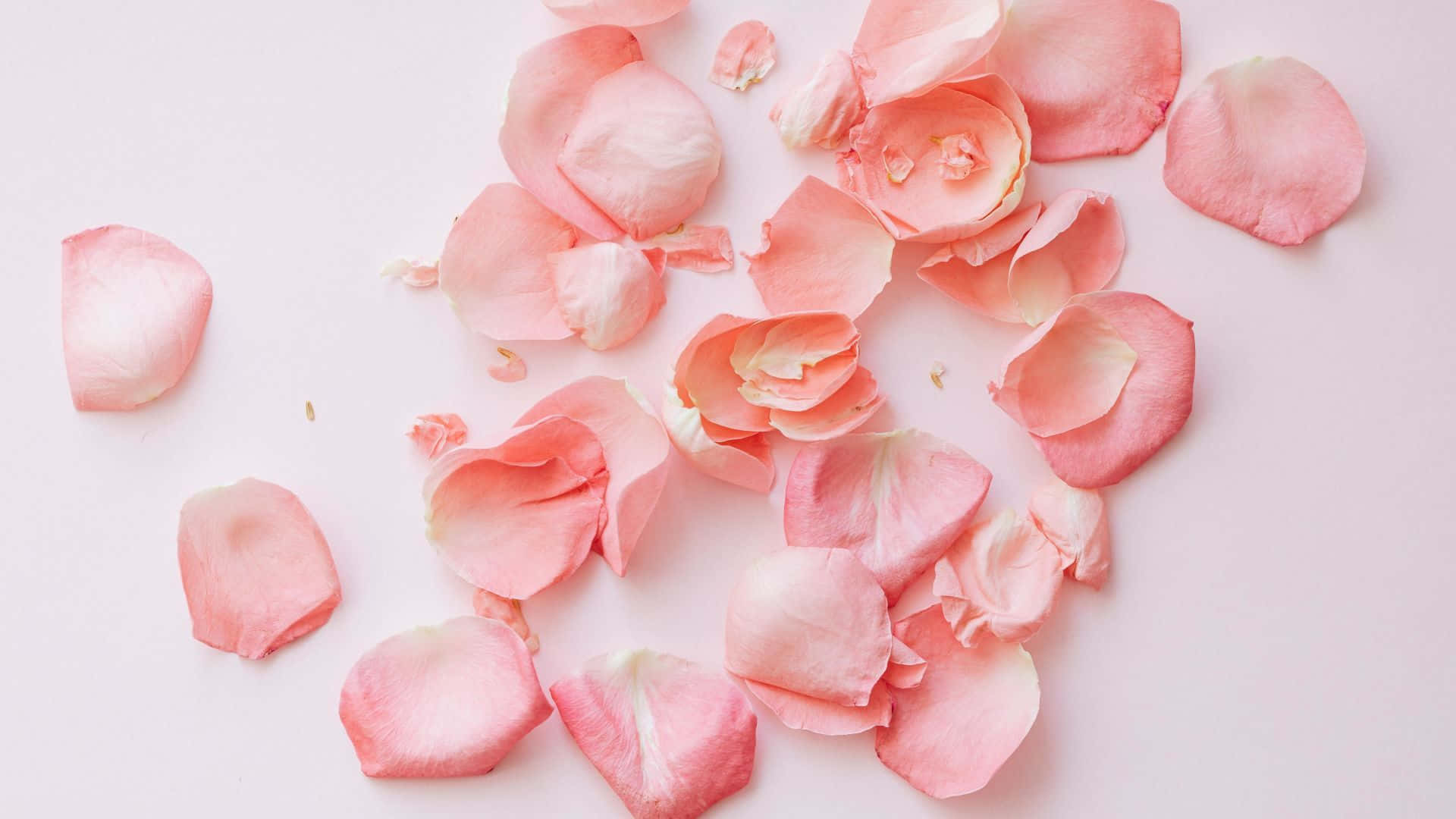 Rose Petal 桌布 壁紙 — 柔軟的粉紅玫瑰花瓣散落在淡粉紅色的背景上，構成柔和簡約的構圖。