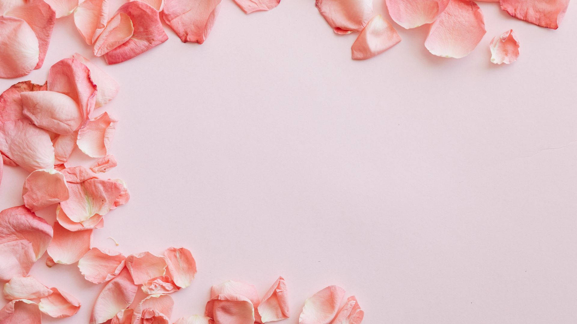 Pink Rose 桌布 壁紙 — 柔軟的粉紅玫瑰花瓣框住極簡淺粉紅背景的角落，營造出精緻浪漫的邊框。
