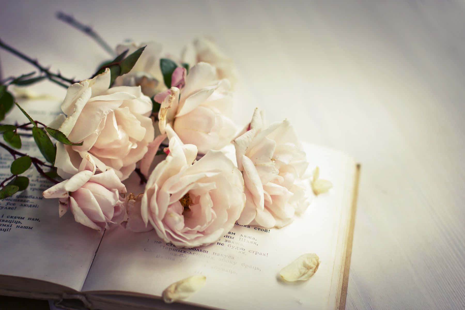 Rose Flower 桌布 壁紙 — 柔軟的粉紅玫瑰輕輕地放在打開的書頁上，散落著花瓣和綠色莖幹。