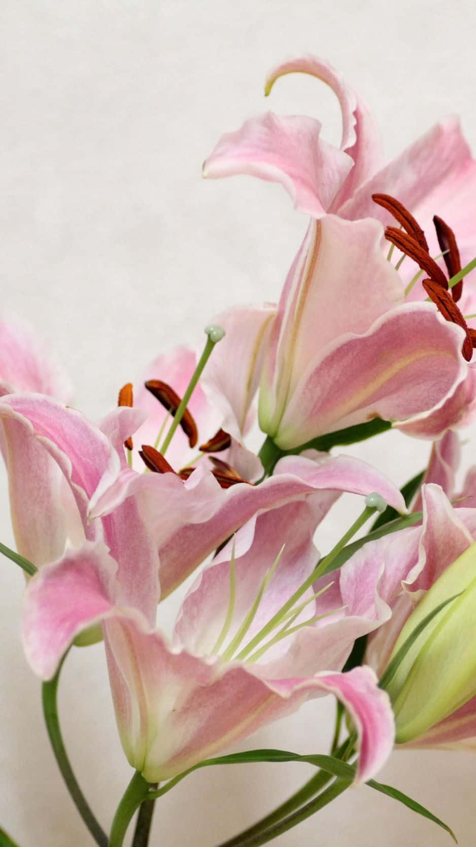 白色 桌布 壁紙 — 柔軟的粉紅百合，帶有精緻的花瓣和深色雄蕊，在淺色紋理背景上綻放。