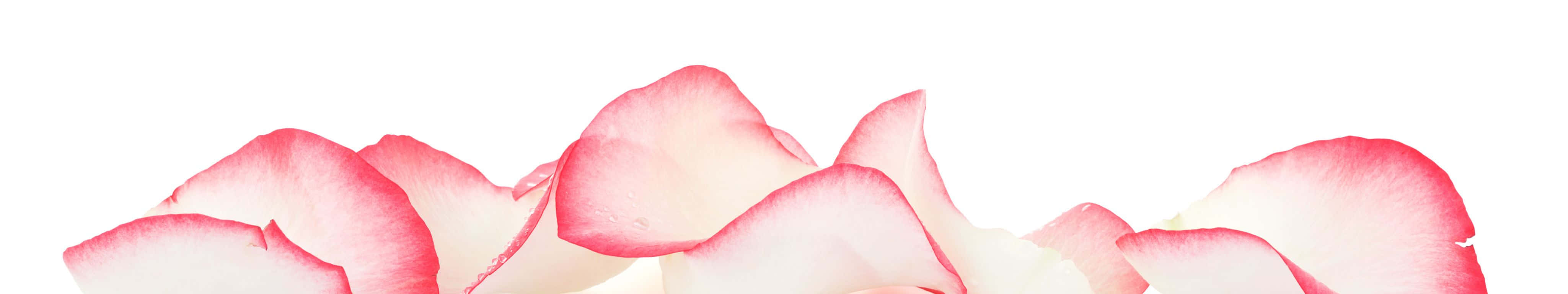 4098x768 桌布 壁紙 — 柔軟的粉紅色和白色玫瑰花瓣散落在純白色背景上，帶有細膩的漸變。