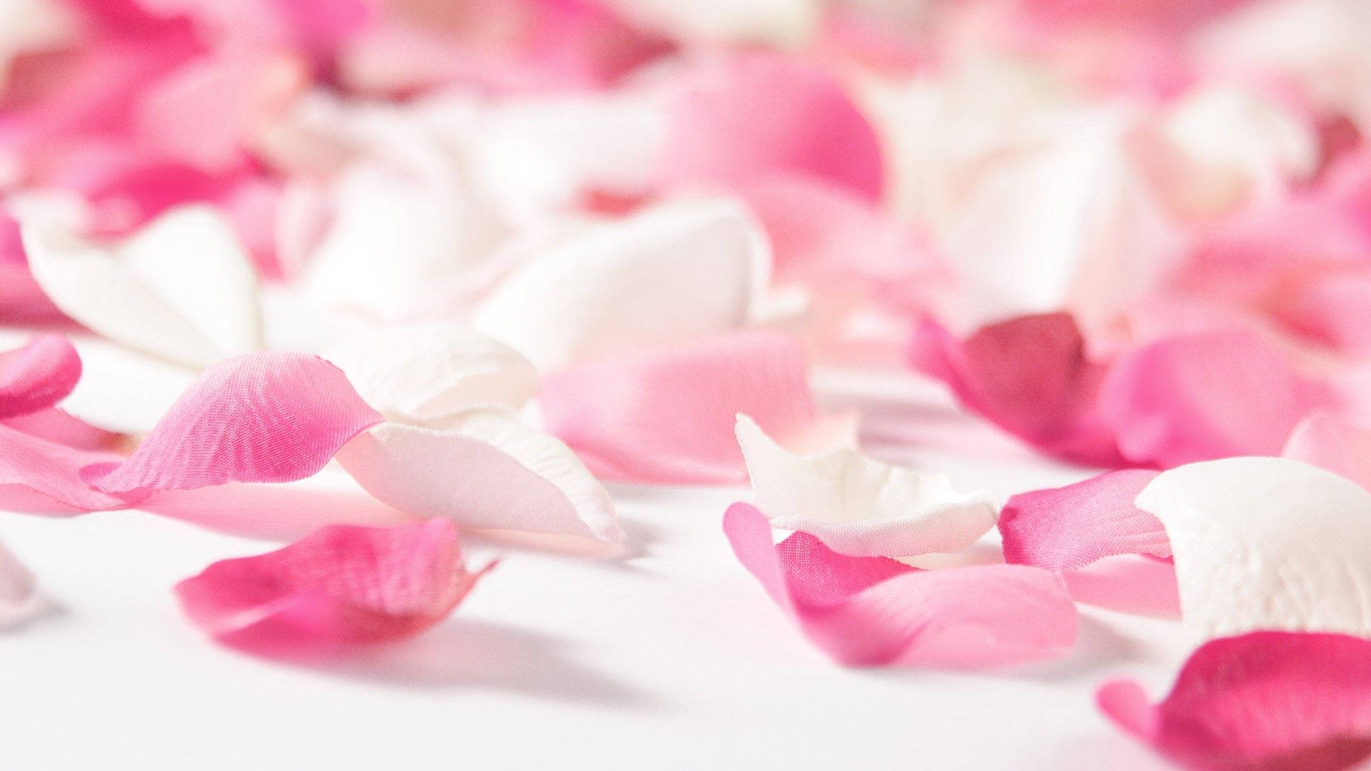 Flowers 桌布 壁紙 — 柔軟的粉紅色和白色玫瑰花瓣散落在明亮的白色表面上，景深較淺。
