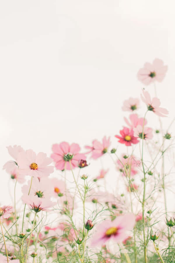 Cute Flower 桌布 壁紙 — 柔軟的粉紅色大波斯菊在夢幻般的淺景深中，對著明亮的白色天空輕輕搖曳。