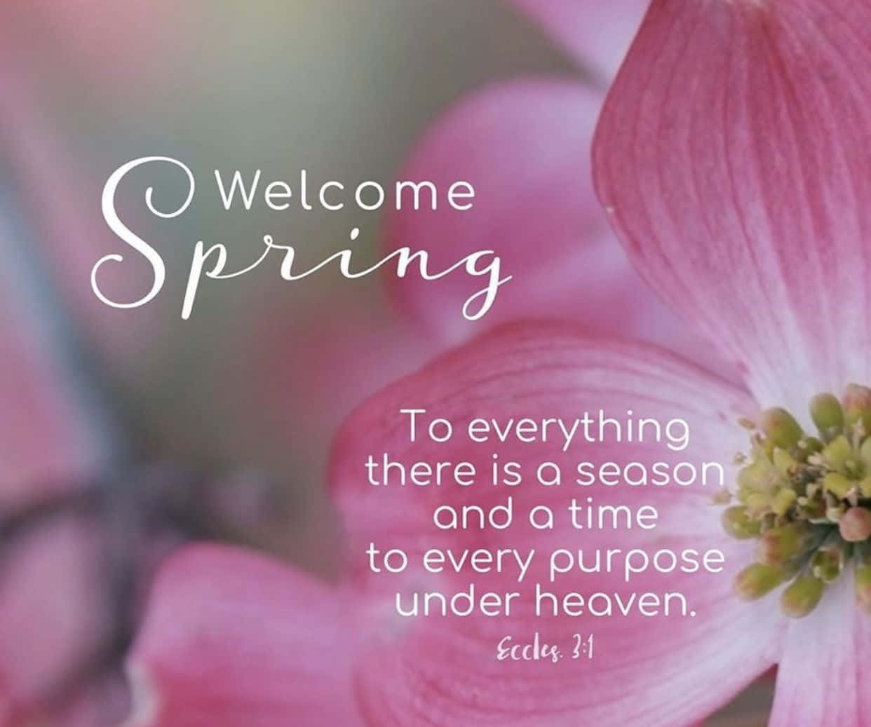 Spring Inspirational 桌布 壁紙 — 柔軟的粉紅色山茱萸花朵圍繞著優雅的白色文字，在模糊的花卉背景上以聖經經文迎接春天。