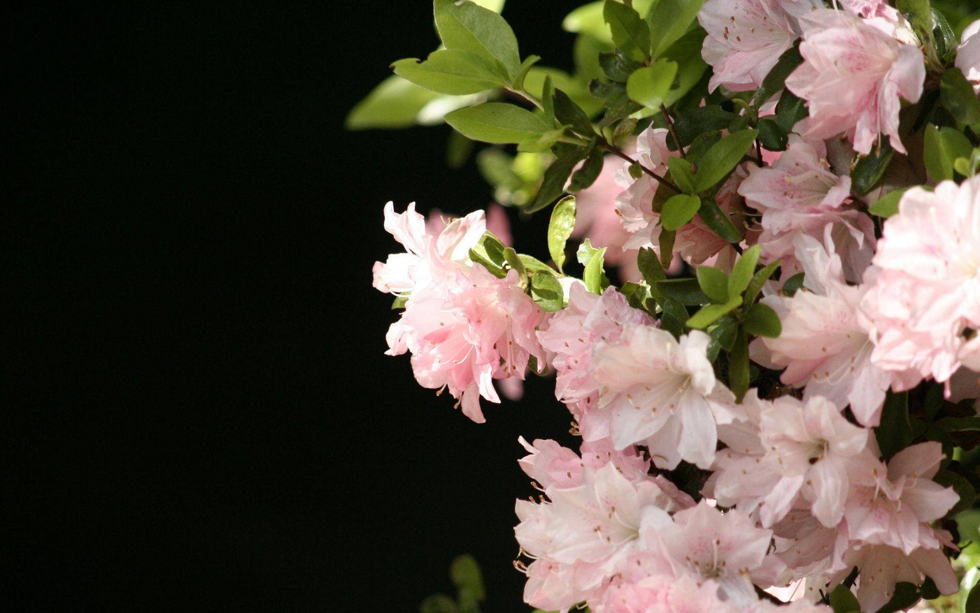 Pink Flower 桌布 壁紙 — 柔軟的粉紅色杜鵑花與綠葉在純黑背景下特寫綻放。