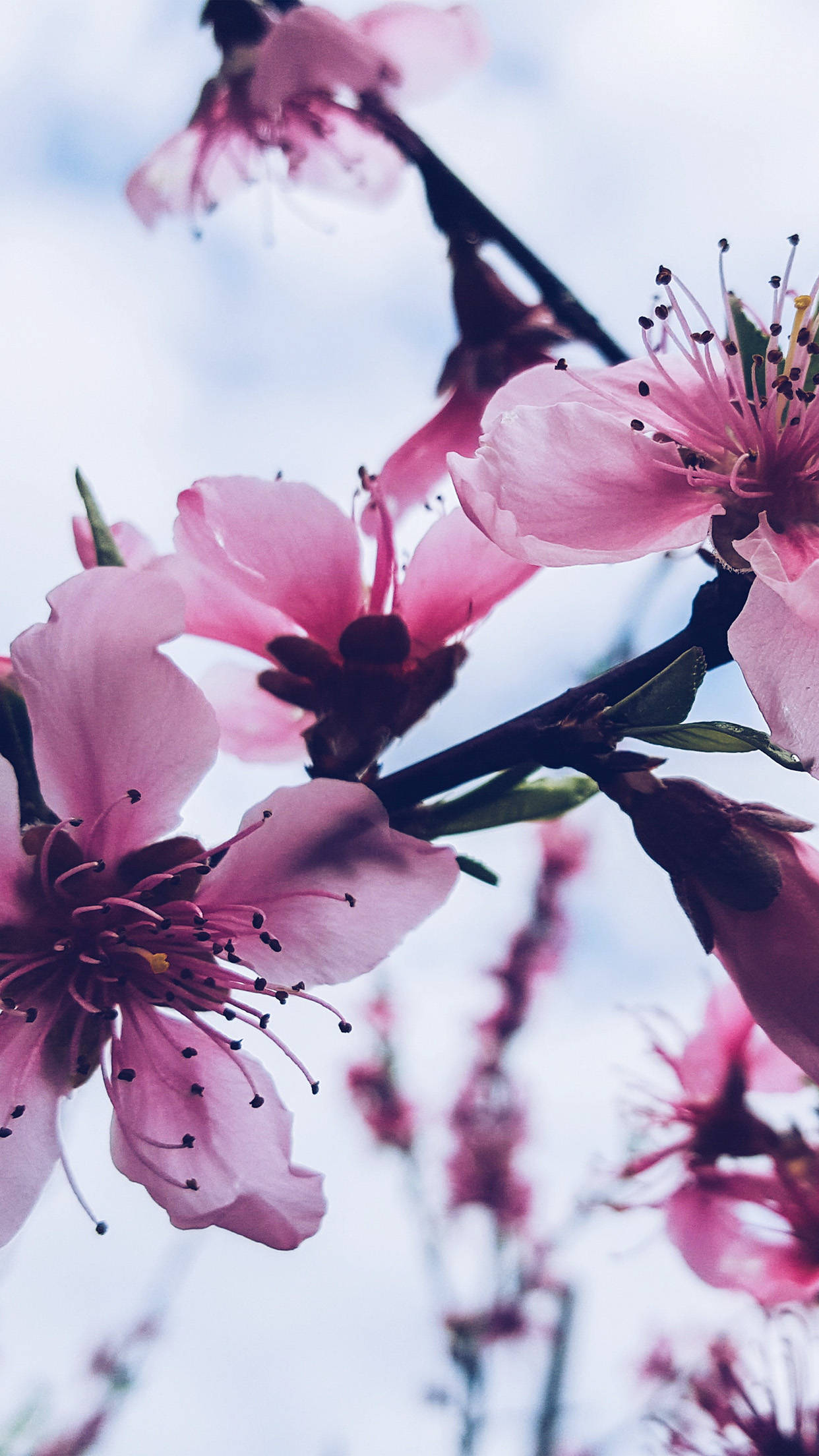 Spring Flower iPhone 桌布 壁紙 — 柔軟的粉紅色桃花在明亮的天空背景下，在深色樹枝上盛開的近距離視圖。
