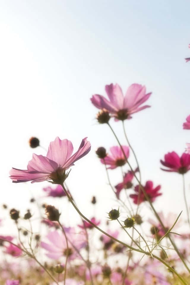 iPhone Flower 桌布 壁紙 — 柔軟的粉紅色波斯菊在明亮的天空下，在陽光普照的田野中輕輕搖曳。
