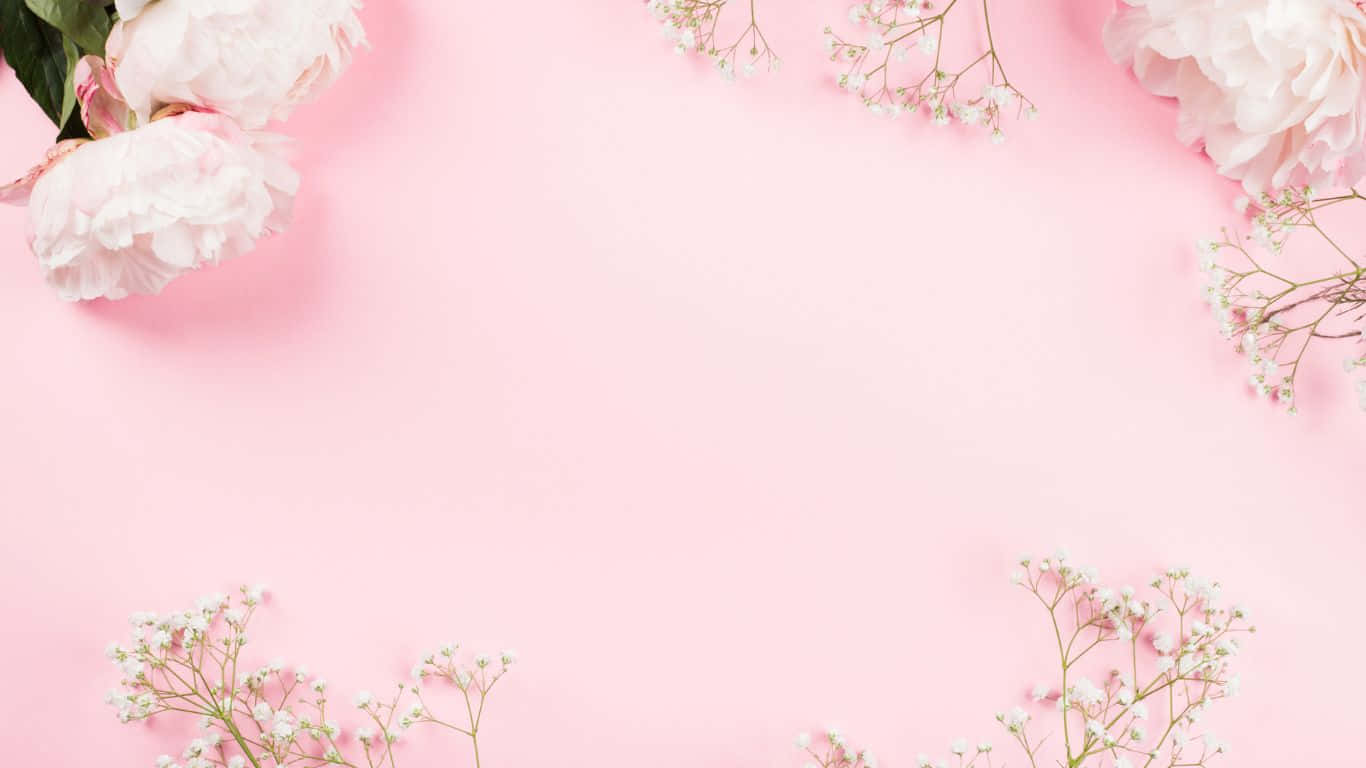1366x768 桌布 壁紙 — 柔軟的粉紅色牡丹和滿天星花朵以極簡平鋪方式框住空白粉紅色背景。