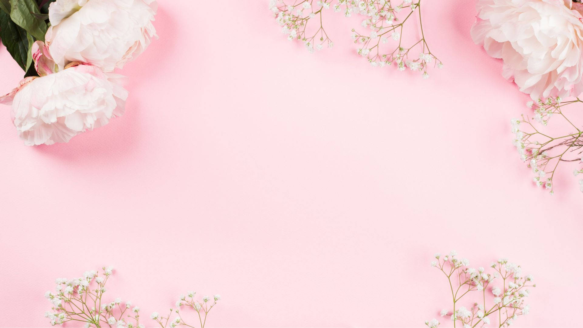 Pink Flowers 桌布 壁紙 — 柔軟的粉紅色牡丹和滿天星花朵以極簡的平鋪方式框住空白的粉紅色背景。