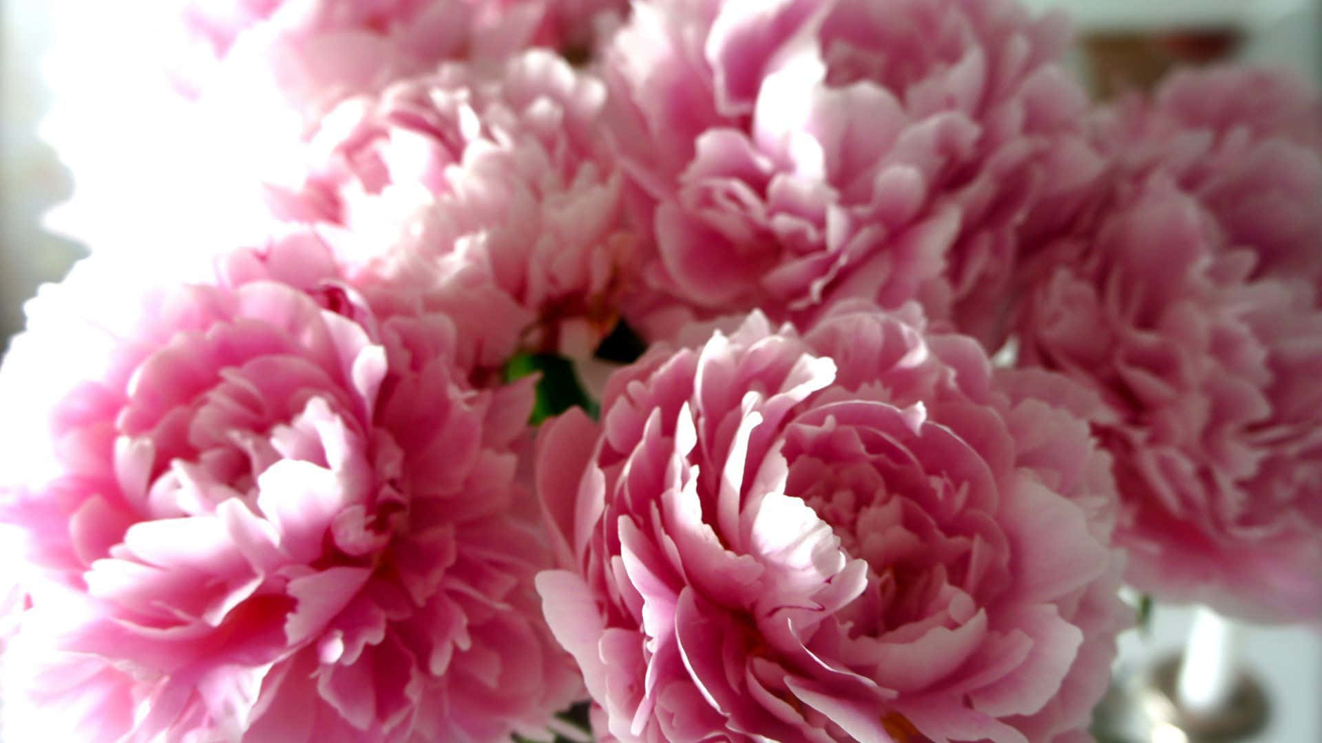 Peony 桌布 壁紙 — 柔軟的粉紅色牡丹在柔和光線中盛開，帶有精緻層層花瓣和微妙的綠色莖幹。