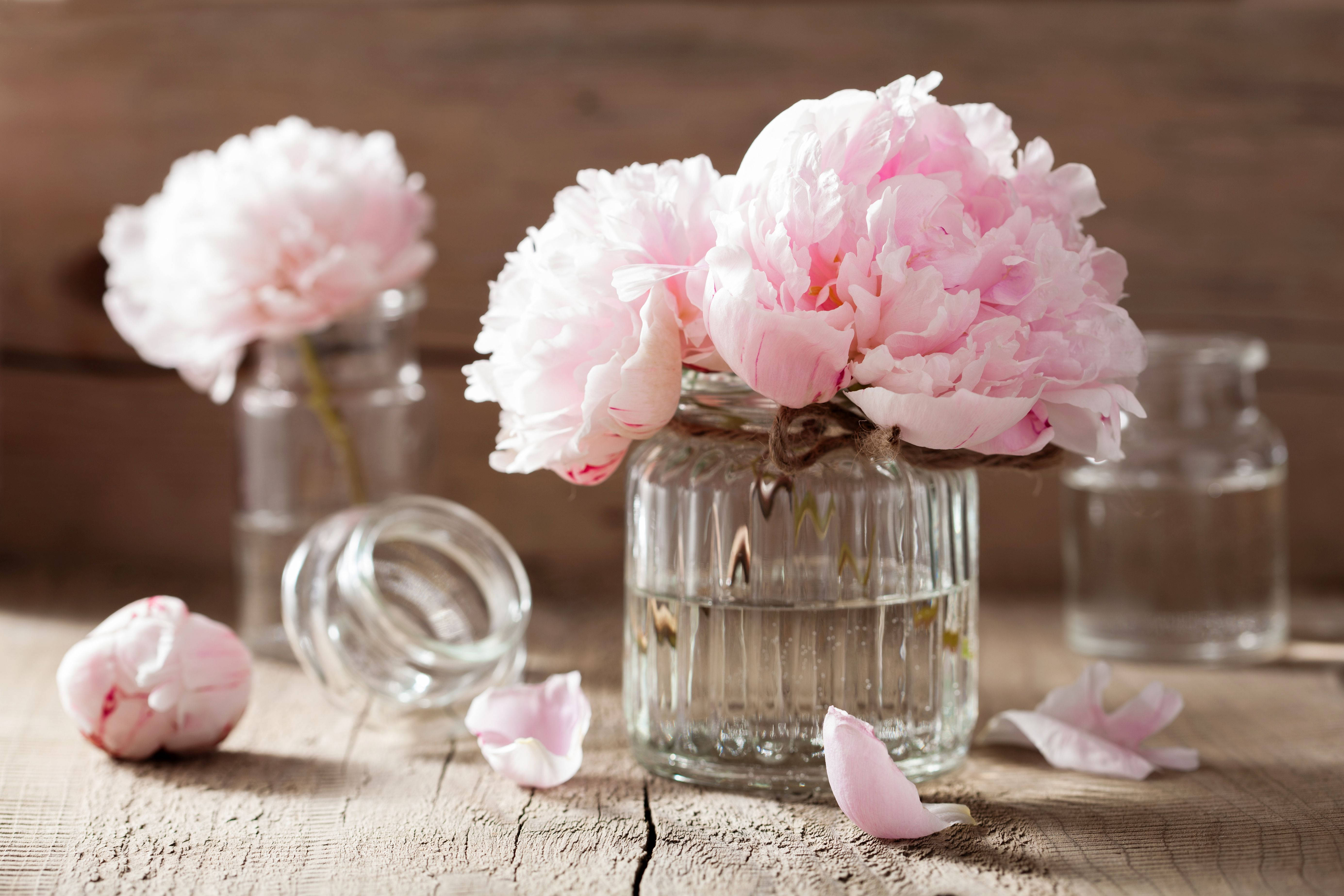 Peony 桌布 壁紙 — 柔軟的粉紅色牡丹在玻璃罐中盛開，放在風化的木桌上，周圍散落著花瓣，附近還有一個翻倒的罐子。