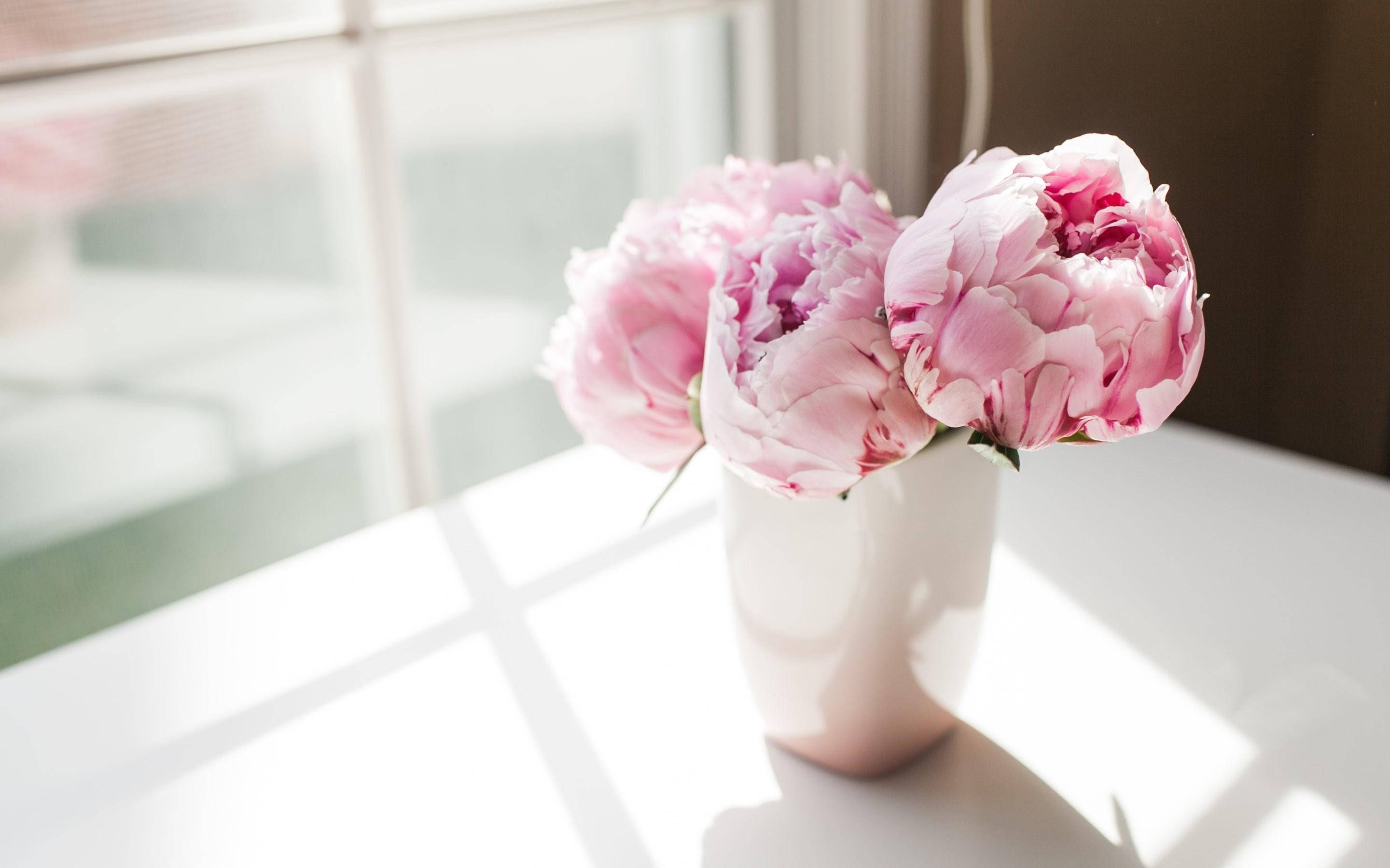 Peony 桌布 壁紙 — 柔軟的粉紅色牡丹在白色花瓶中盛開，沐浴在明亮的窗光下，在白色表面上投射出幾何陰影。