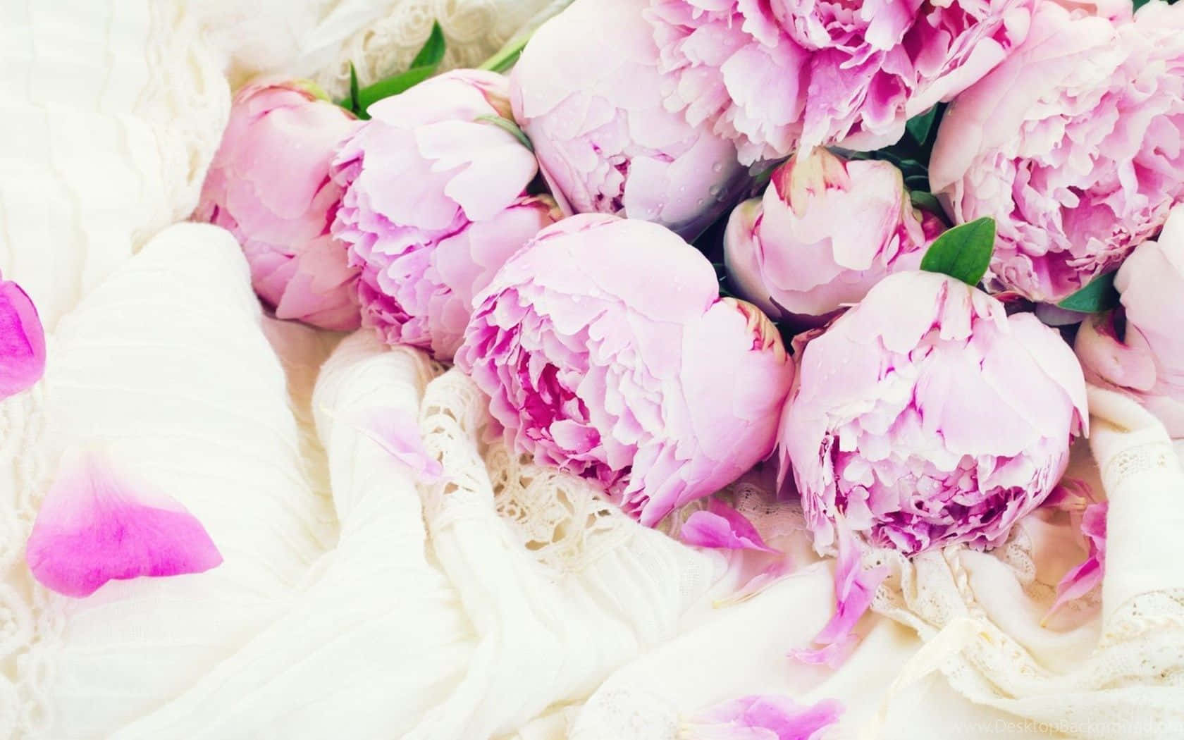 Peony 桌布 壁紙 — 柔軟的粉紅色牡丹在精緻的白色蕾絲布料上盛開，花瓣散落。