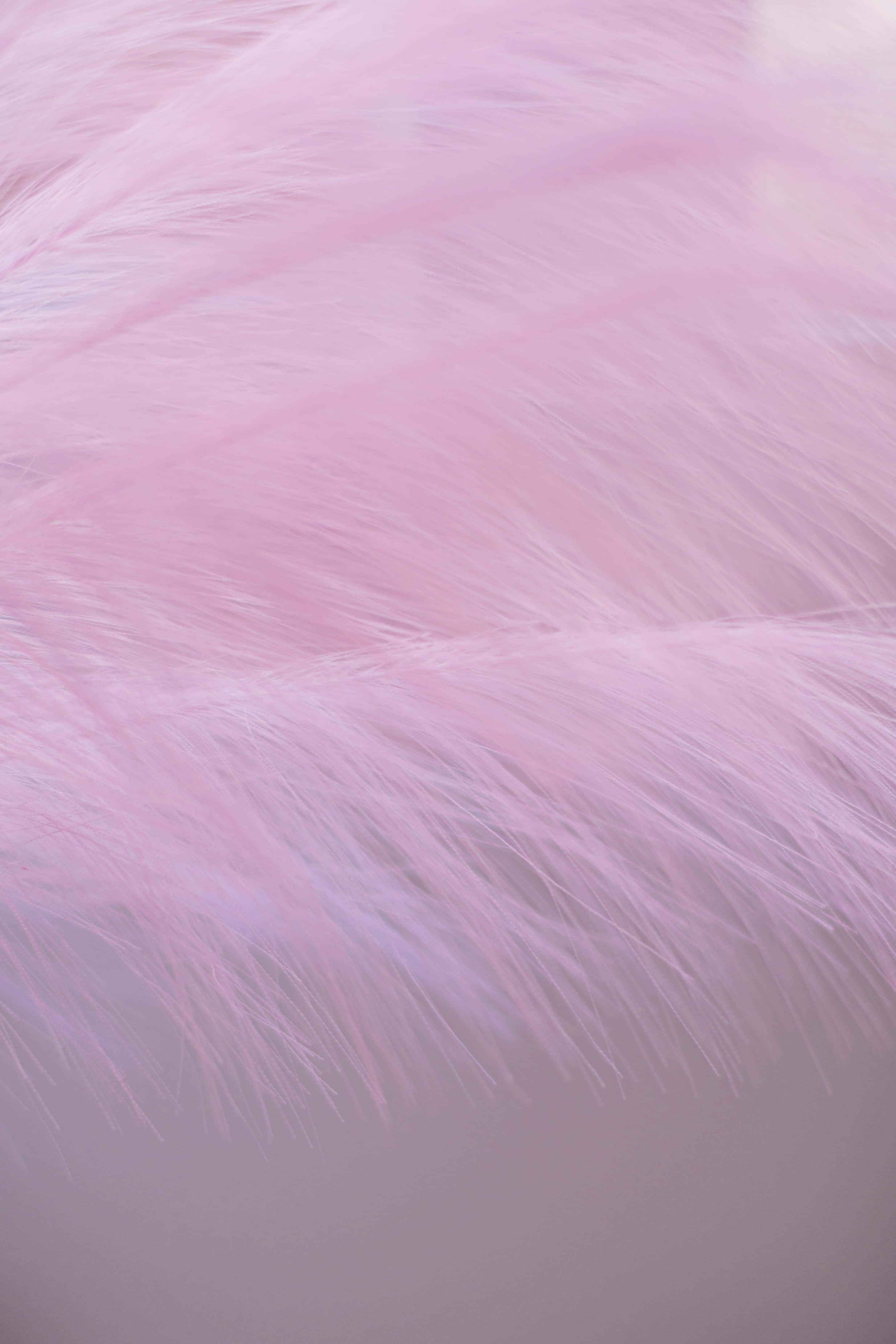 Soft Pink 桌布 壁紙 — 柔軟的粉紅色羽毛在輕柔的層次中飄動，營造出夢幻空靈的質感，帶有細膩的光線亮點。