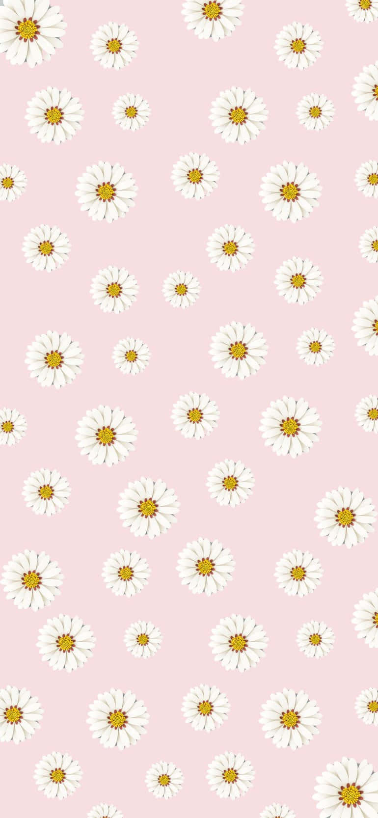 Daisies 桌布 壁紙 — 柔軟的粉紅色背景，點綴著散落的白色雛菊，帶有黃色花心，形成重複圖案。
