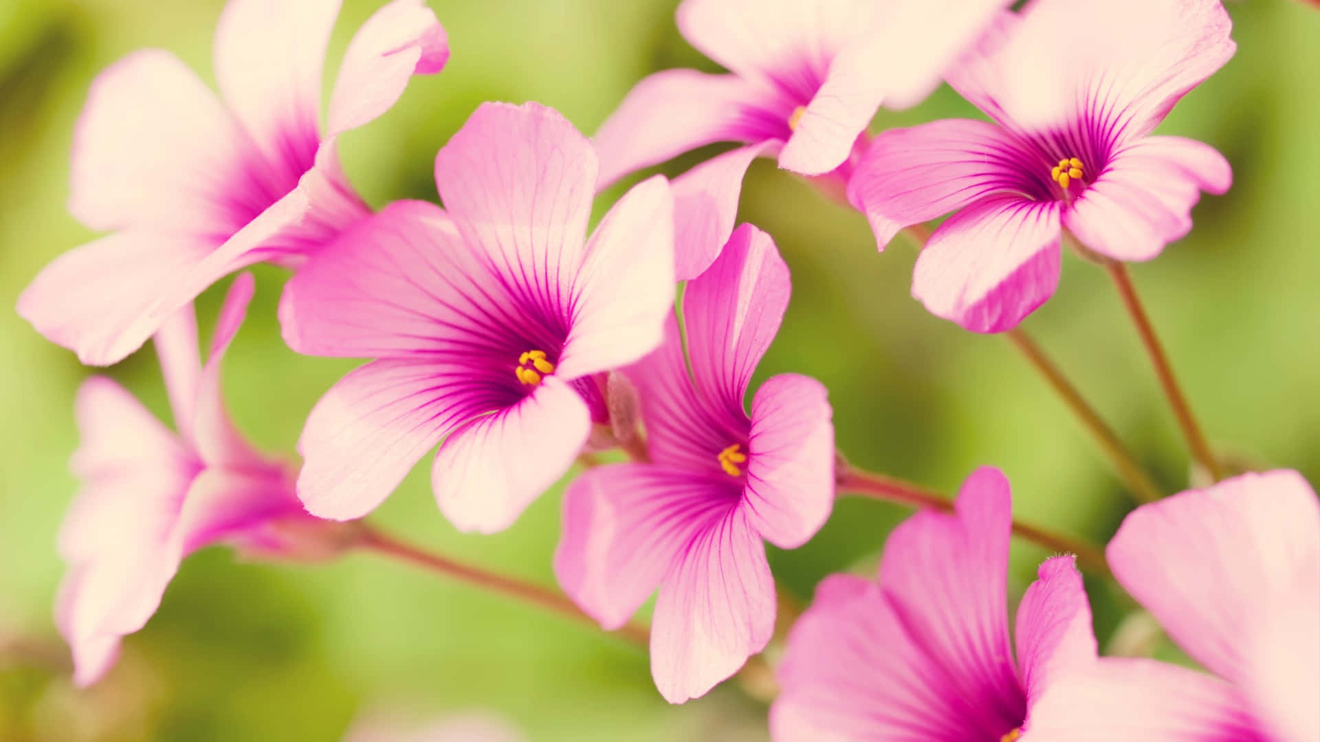 Spring Nature 桌布 壁紙 — 柔軟的粉紅色花朵，帶有精緻的花瓣和黃色花心，在模糊的綠色背景下盛開。