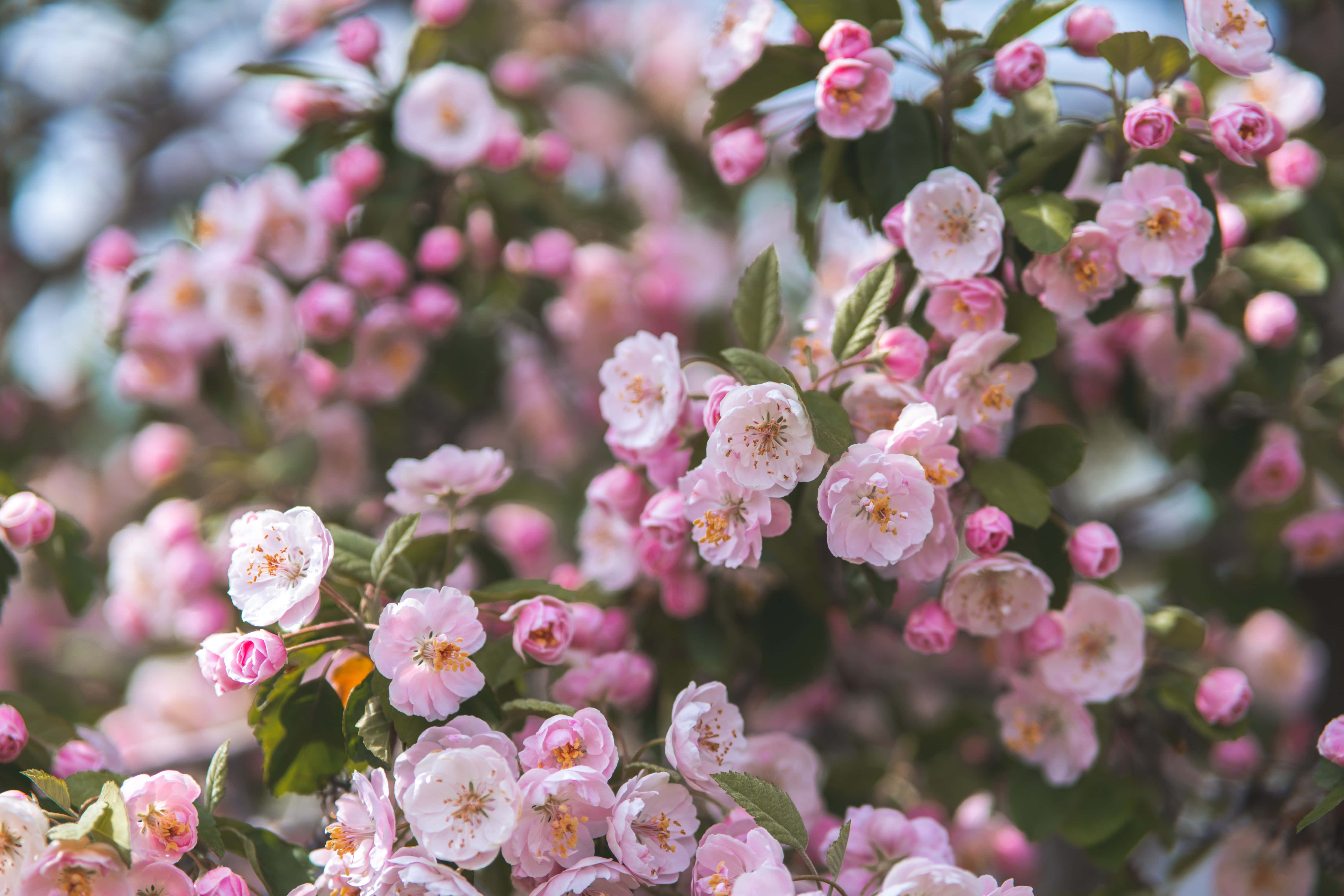 Summer Flowers 桌布 壁紙 — 柔軟的粉紅色花朵在明亮的陽光下，與新鮮的綠葉一起密集地簇擁在樹枝上。