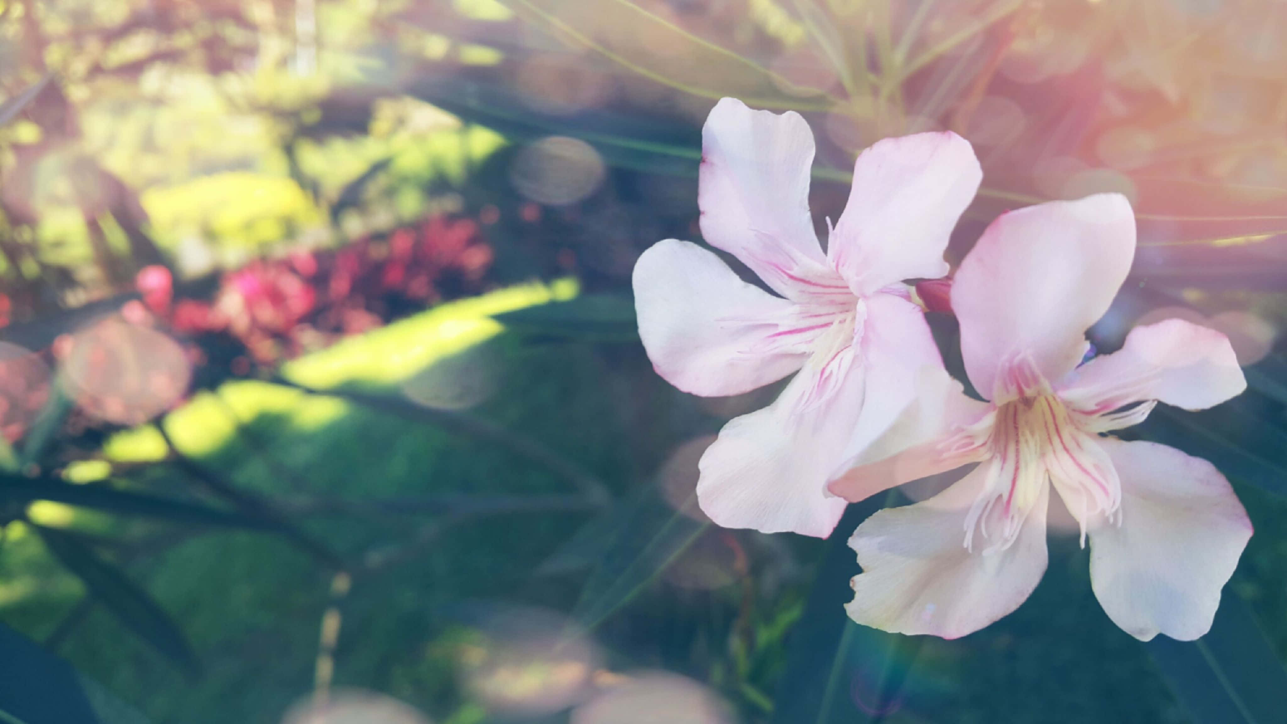 4096x2304 桌布 壁紙 — 柔軟的粉紅色花朵在溫暖的陽光下盛開，在茂密的花園中呈現夢幻般的散景和鏡頭光暈。