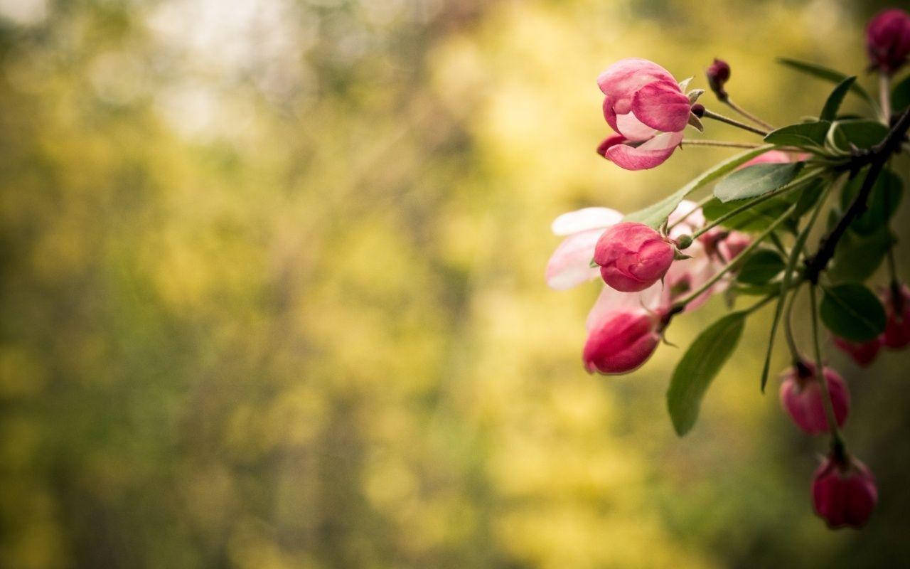 Flower HD 桌布 壁紙 — 柔軟的粉紅色花朵輕輕地從樹枝上垂下來，背景是溫暖模糊的綠色。