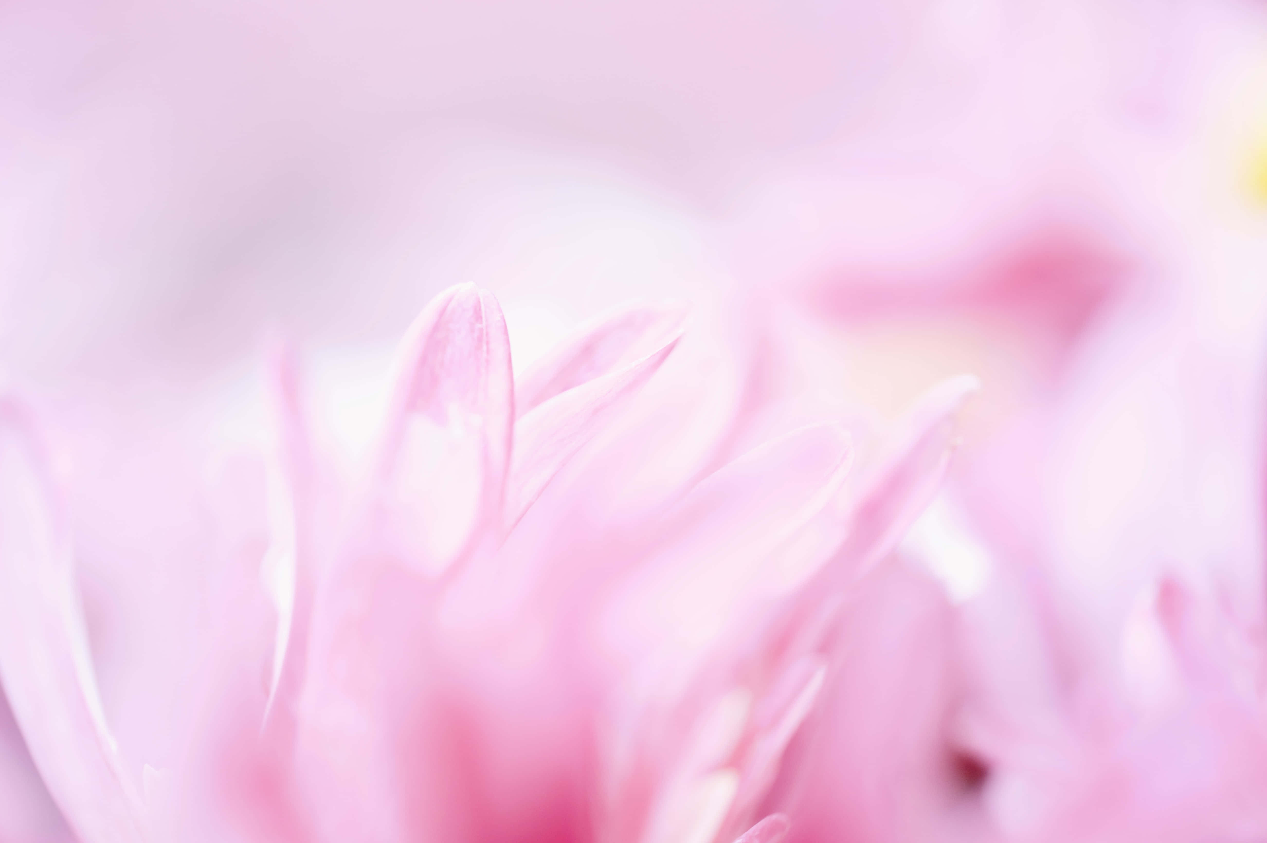 Soft Pink 桌布 壁紙 — 柔軟的粉紅色花瓣在柔和光線中模糊成夢幻的粉彩薄霧。