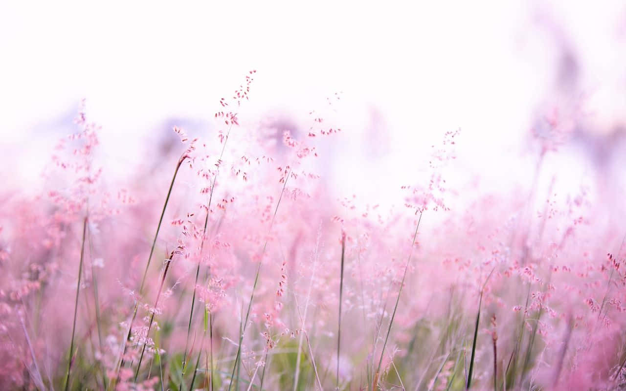 1280x800 桌布 壁紙 — 柔軟的粉紅色草在夢幻般的田野中輕輕搖曳，沐浴在溫暖而柔和的光線中。