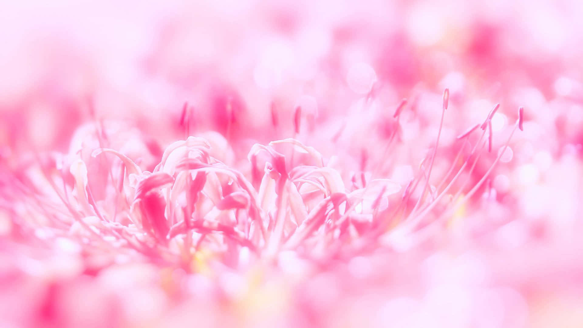 可愛粉色動圖 桌布 壁紙 — 柔軟的粉紅色蜘蛛百合雄蕊，淺景深，夢幻散景背景。