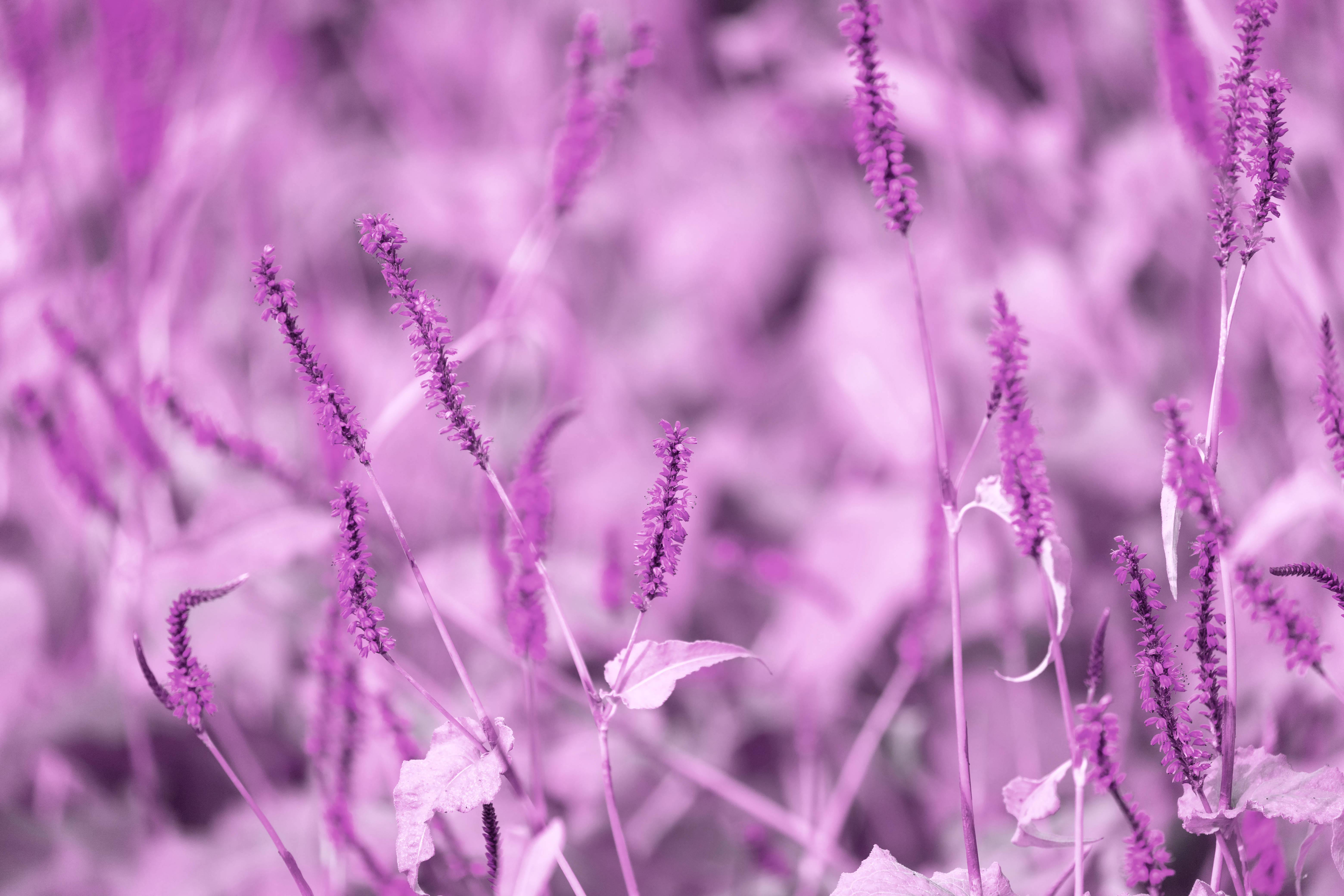 Lavender 桌布 壁紙 — 柔軟的紫色花穗在夢幻般的單色田野中輕輕搖曳，背景模糊。