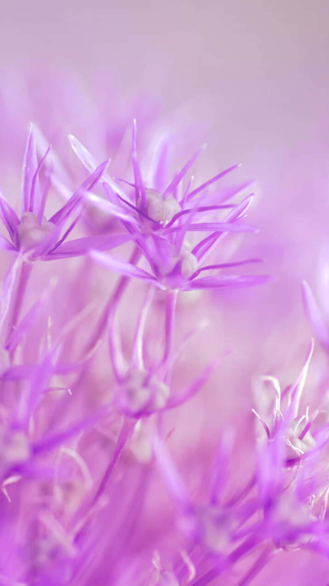 Purple Flower Macro Close-Up With Soft Focus and Dreamy Pastel Bokeh 壁紙 — 柔軟的紫色花蕾，帶有精緻的尖刺花瓣，在夢幻的粉彩薰衣草背景下輕輕綻放。