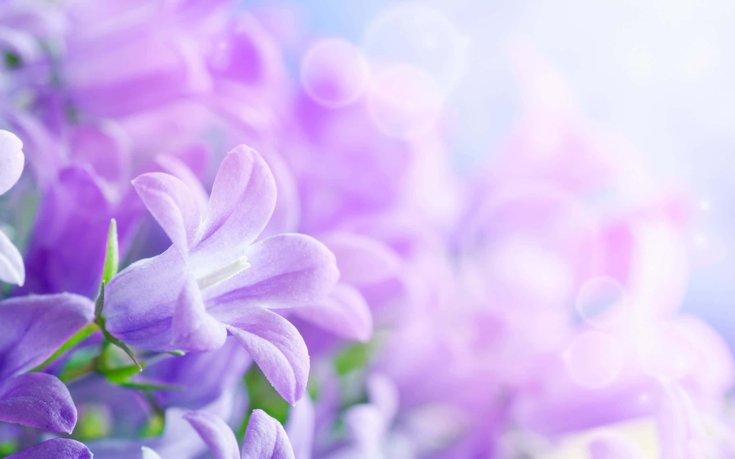 Tumblr Flowers Desktop 桌布 壁紙 — 柔軟的紫色風鈴花在夢幻般的散景背景中，伴隨著溫暖的光線，以柔和焦點綻放。