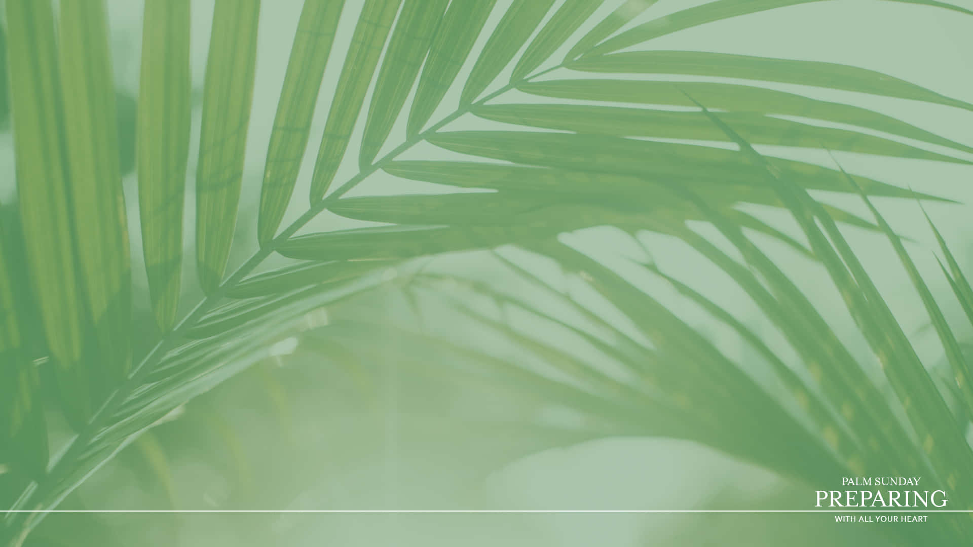 Palm Leaves 桌布 壁紙 — 柔軟的綠色棕櫚葉在朦朧的薄荷色背景上優雅彎曲，帶有微妙的文字疊加。