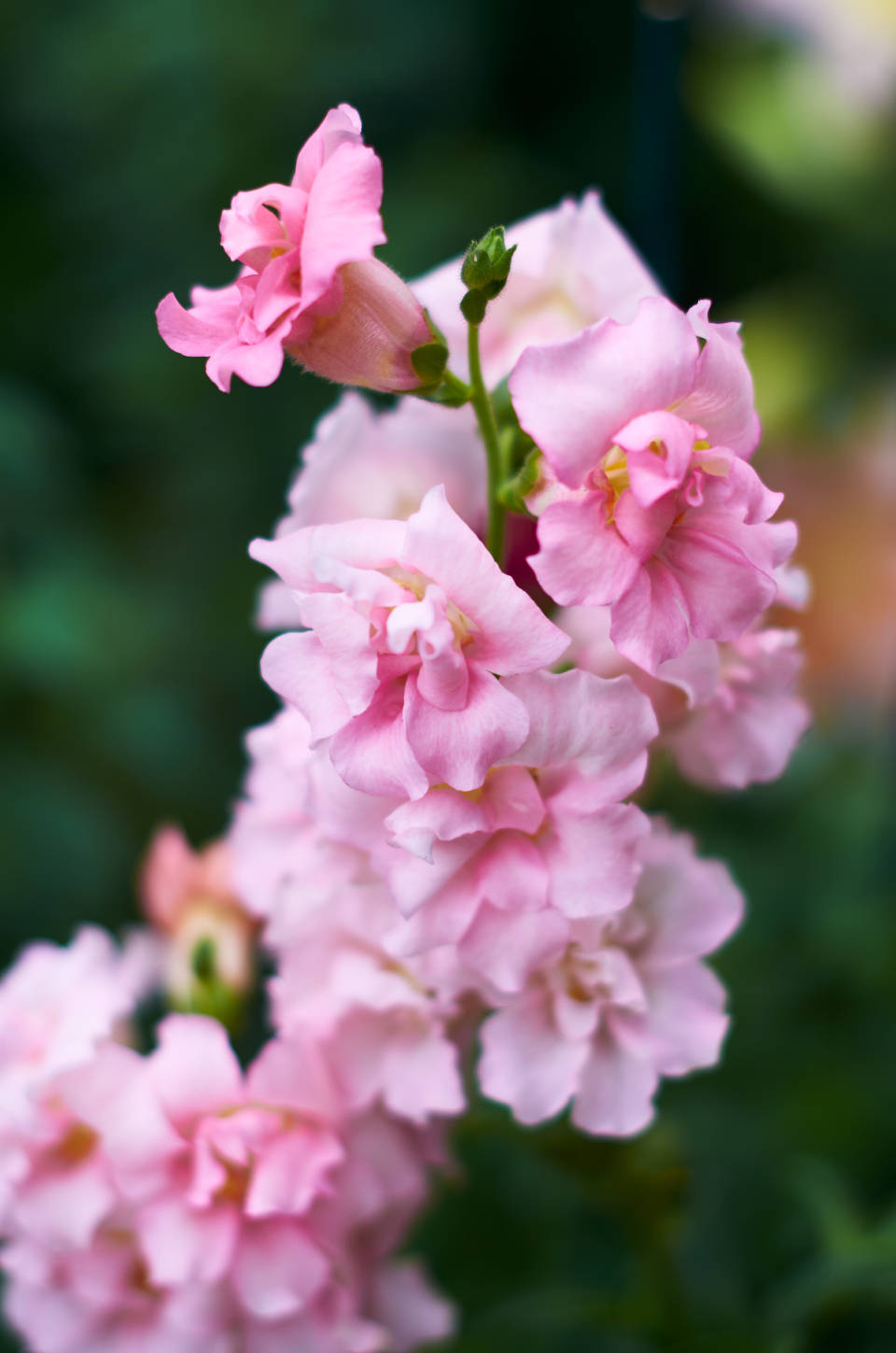 Pretty Pink 桌布 壁紙 — 柔軟的綠色模糊背景上，莖上盛開的粉紅色金魚草花的特寫。
