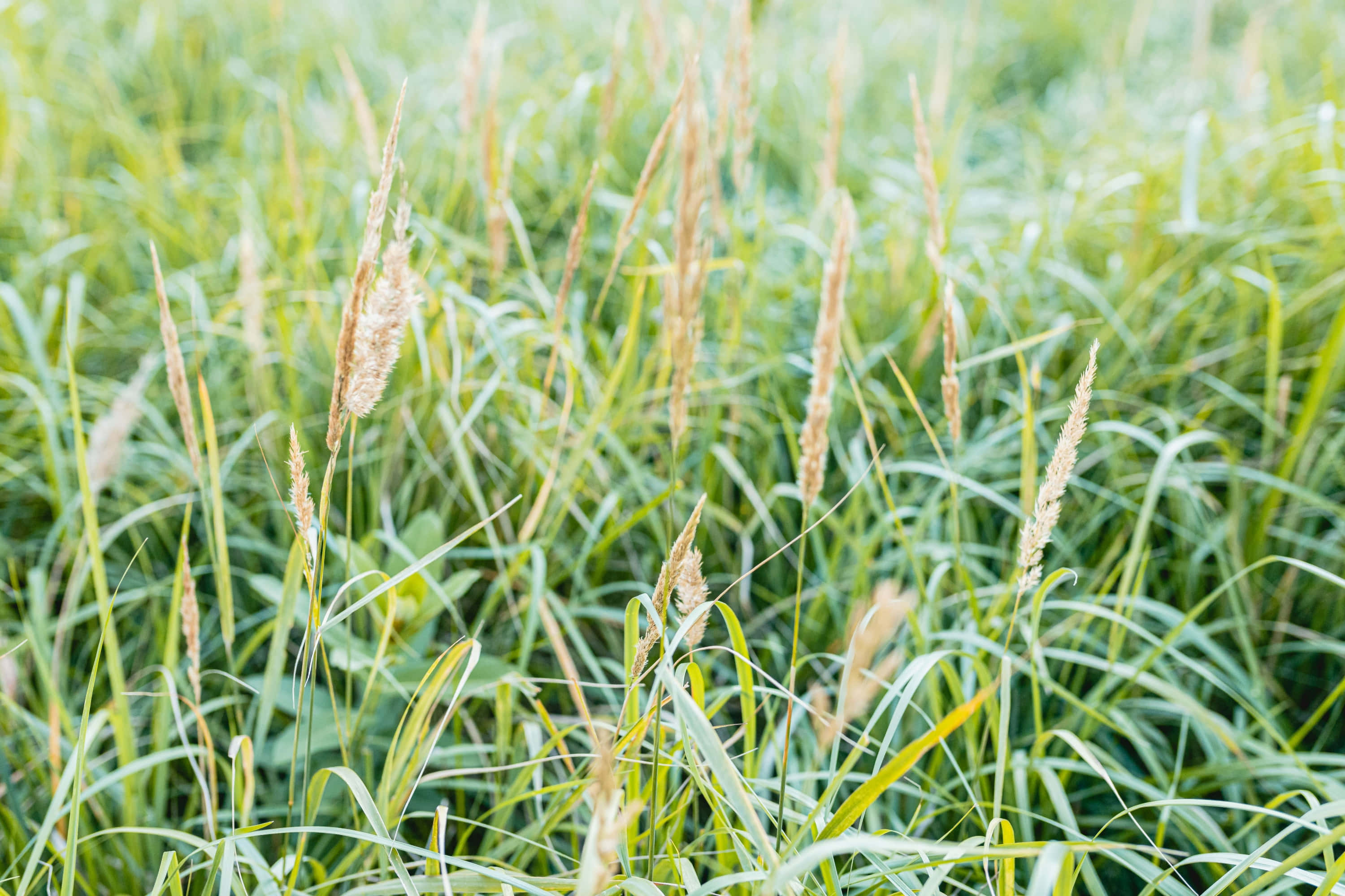 Grass 桌布 壁紙 — 柔軟的綠色草叢帶著金色的種子頭，在陽光明媚的草地上輕輕搖曳。