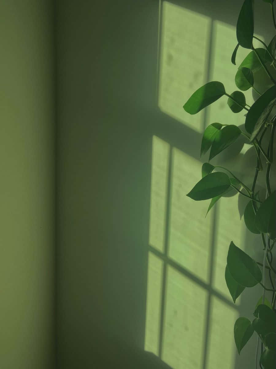 鼠尾草綠美學 桌布 壁紙 — 柔軟的綠色葉子垂在窗邊，在柔和的牆壁上投下柔和的光線和陰影。