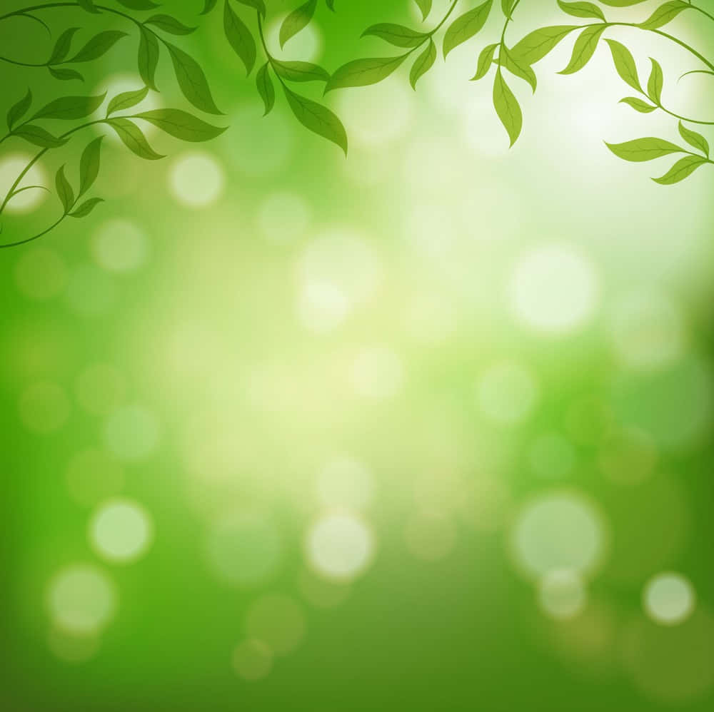 清新 桌布 壁紙 — 柔軟的綠葉框出夢幻般的散景背景，帶有發光的光圈。