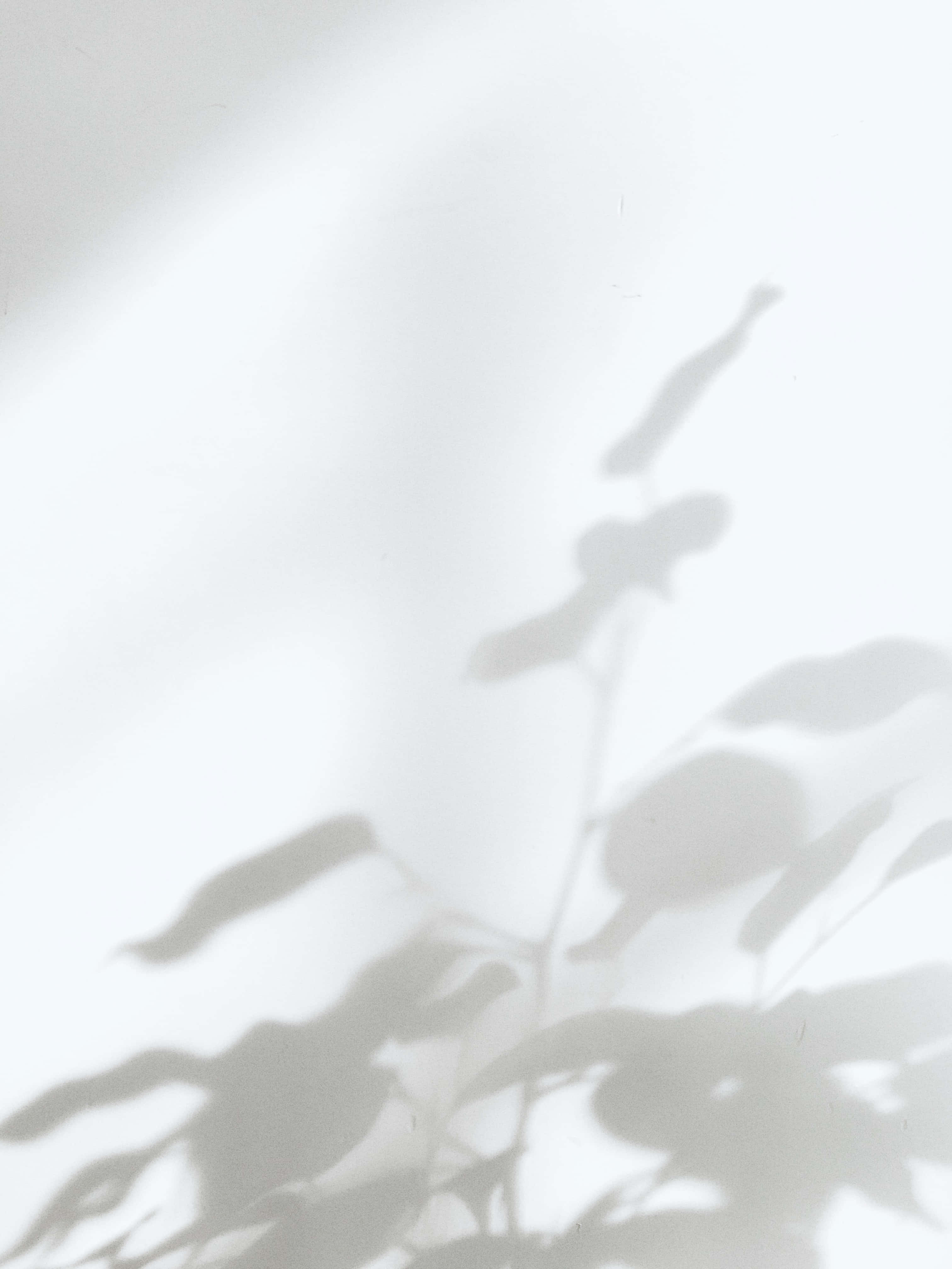 Soft White Aesthetic 桌布 壁紙 — 柔軟的葉影點綴在明亮的白色牆壁上，營造出簡約、寧靜的自然光場景。