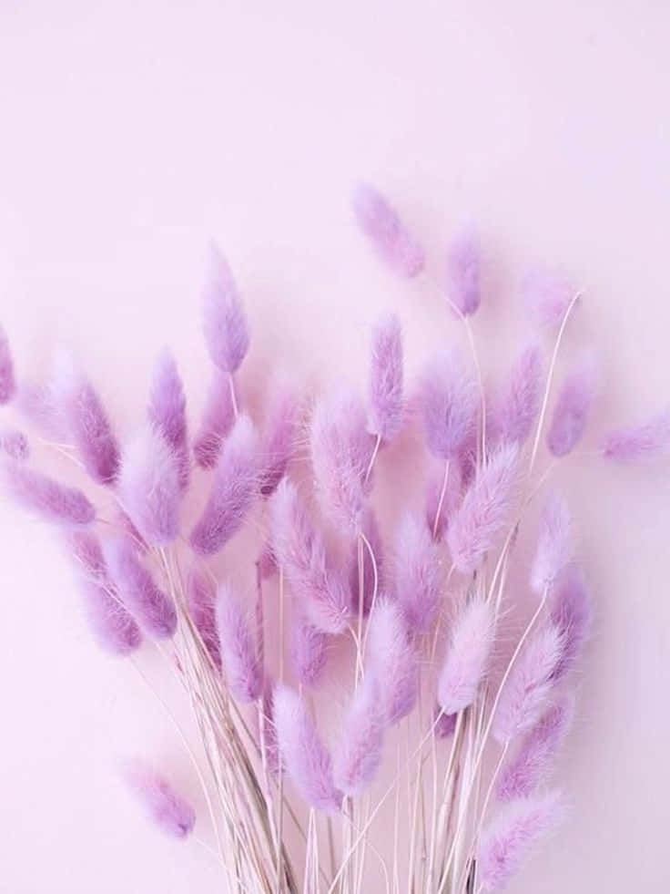 Lock Screen iPhone 桌布 壁紙 — 柔軟的薰衣草兔尾草在淡粉色背景上以極簡平鋪方式輕輕垂落。