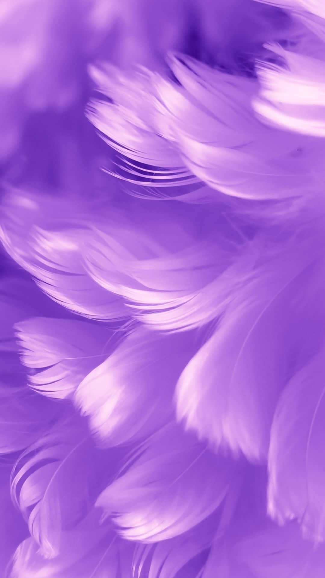 Purple Feathers 桌布 壁紙 — 柔軟的薰衣草羽毛在夢幻般的紫色漸層背景上輕輕飄動。