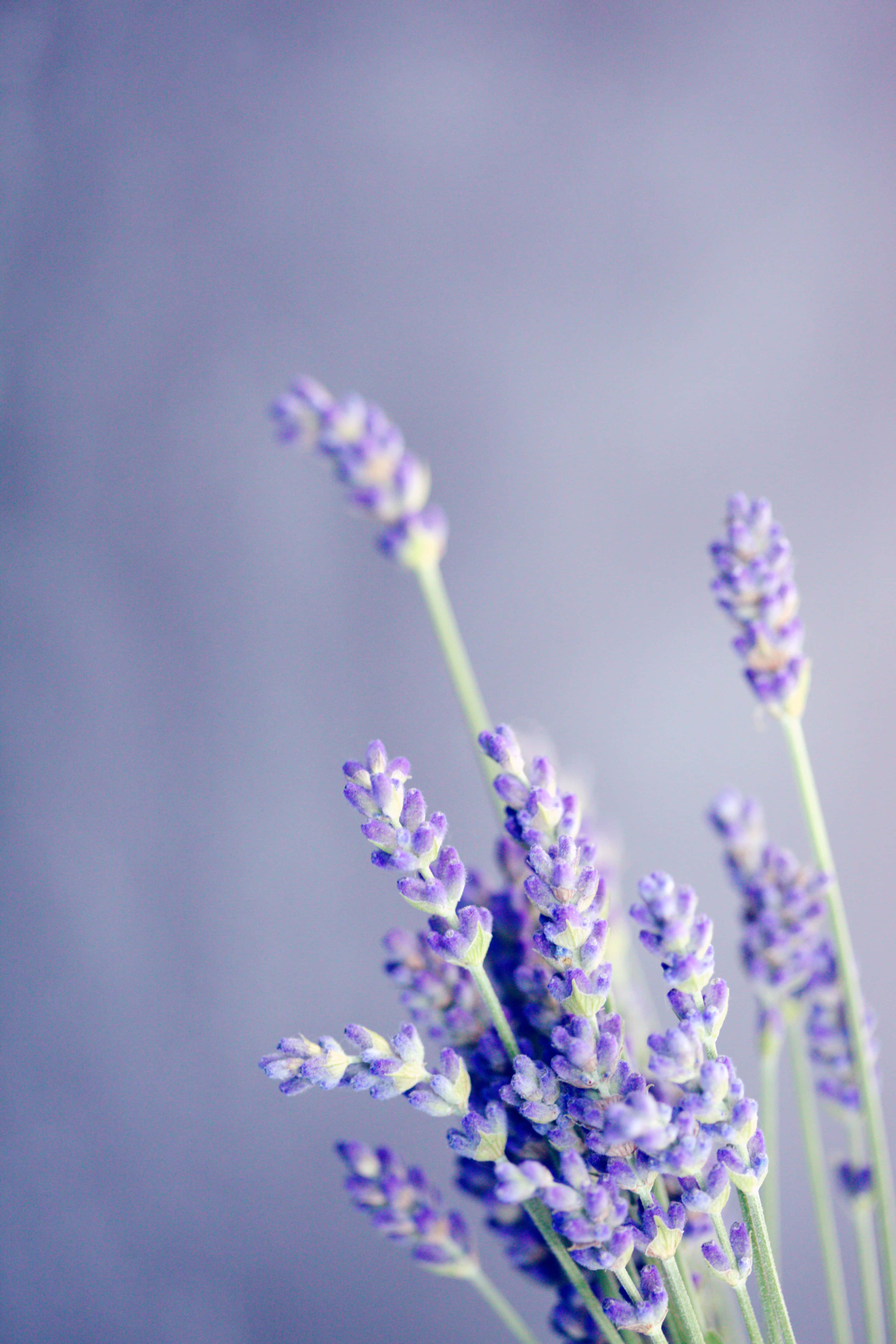 Lavender 桌布 壁紙 — 柔軟的薰衣草花朵在柔和的紫色背景下輕輕搖曳，呈現寧靜的特寫。